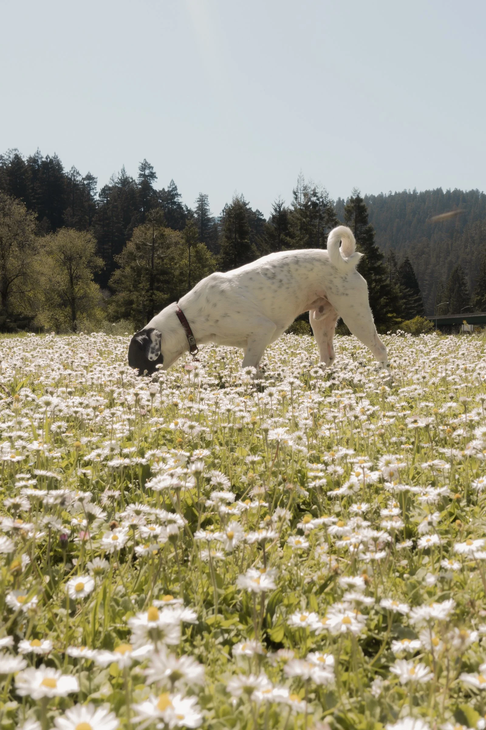 Pets-173.jpg
