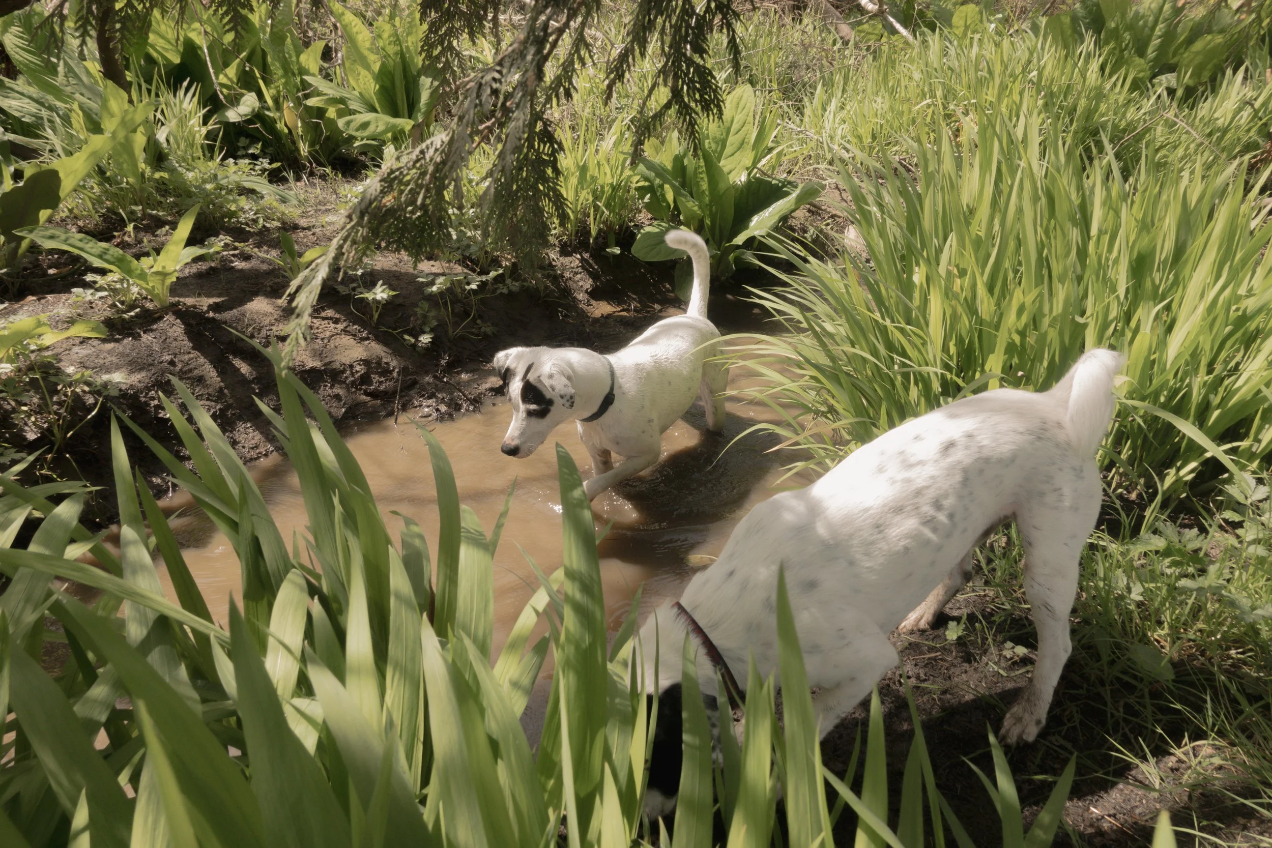 Pets-217.jpg