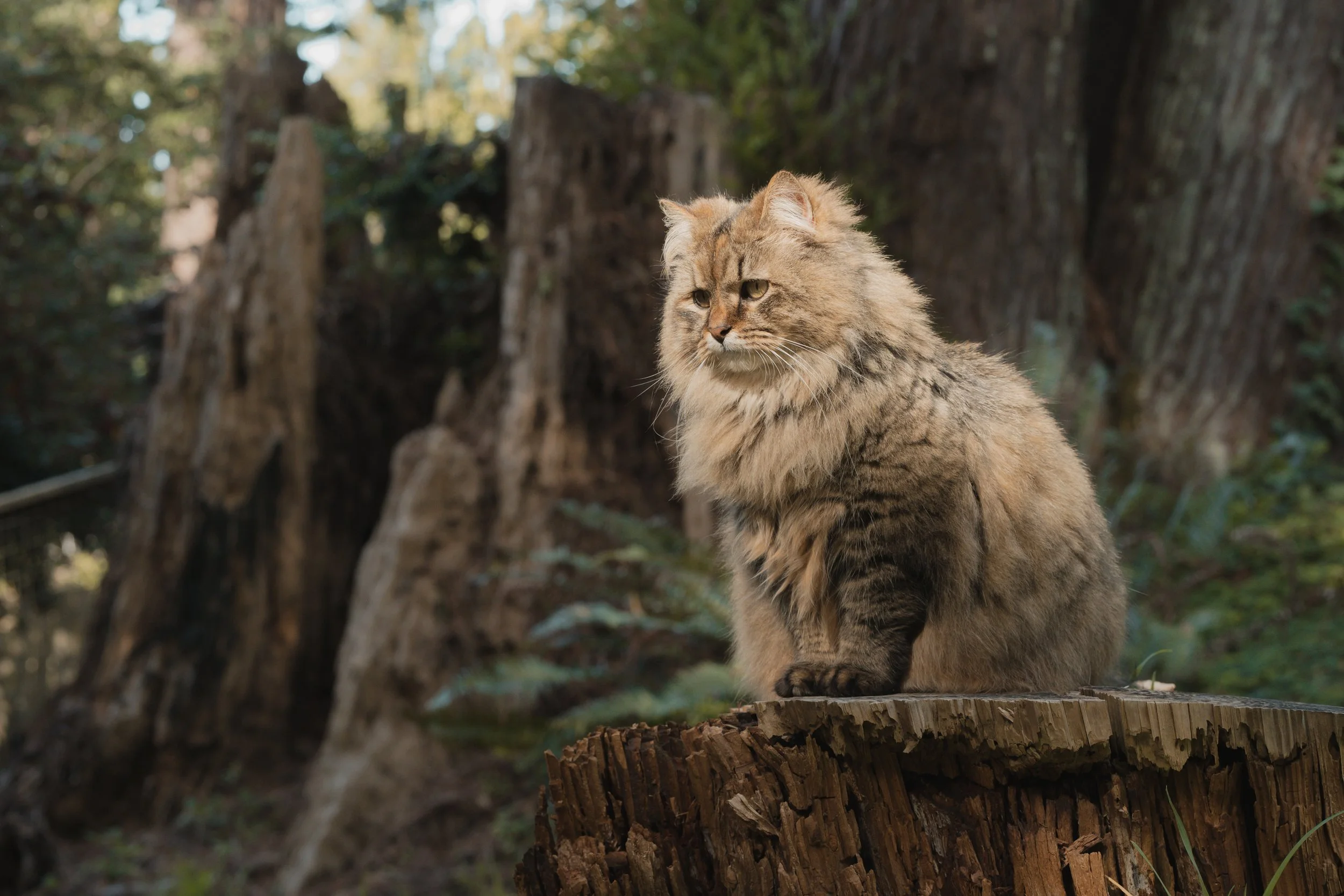 Pets-9.jpg