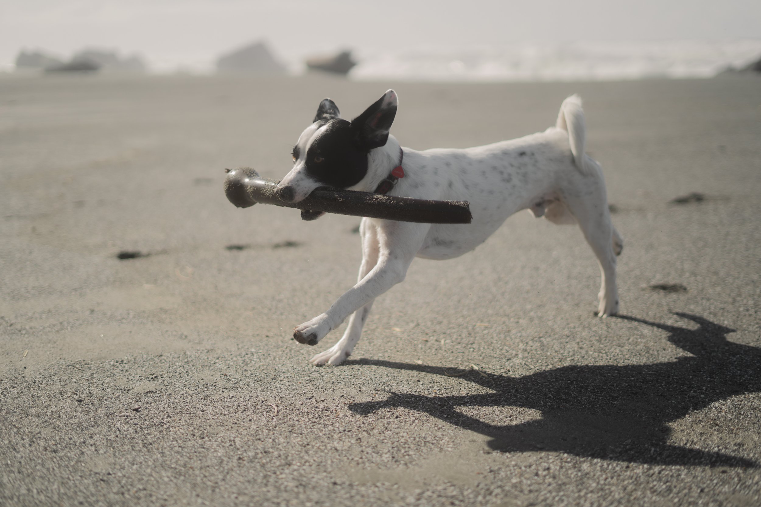 Pets-42.jpg