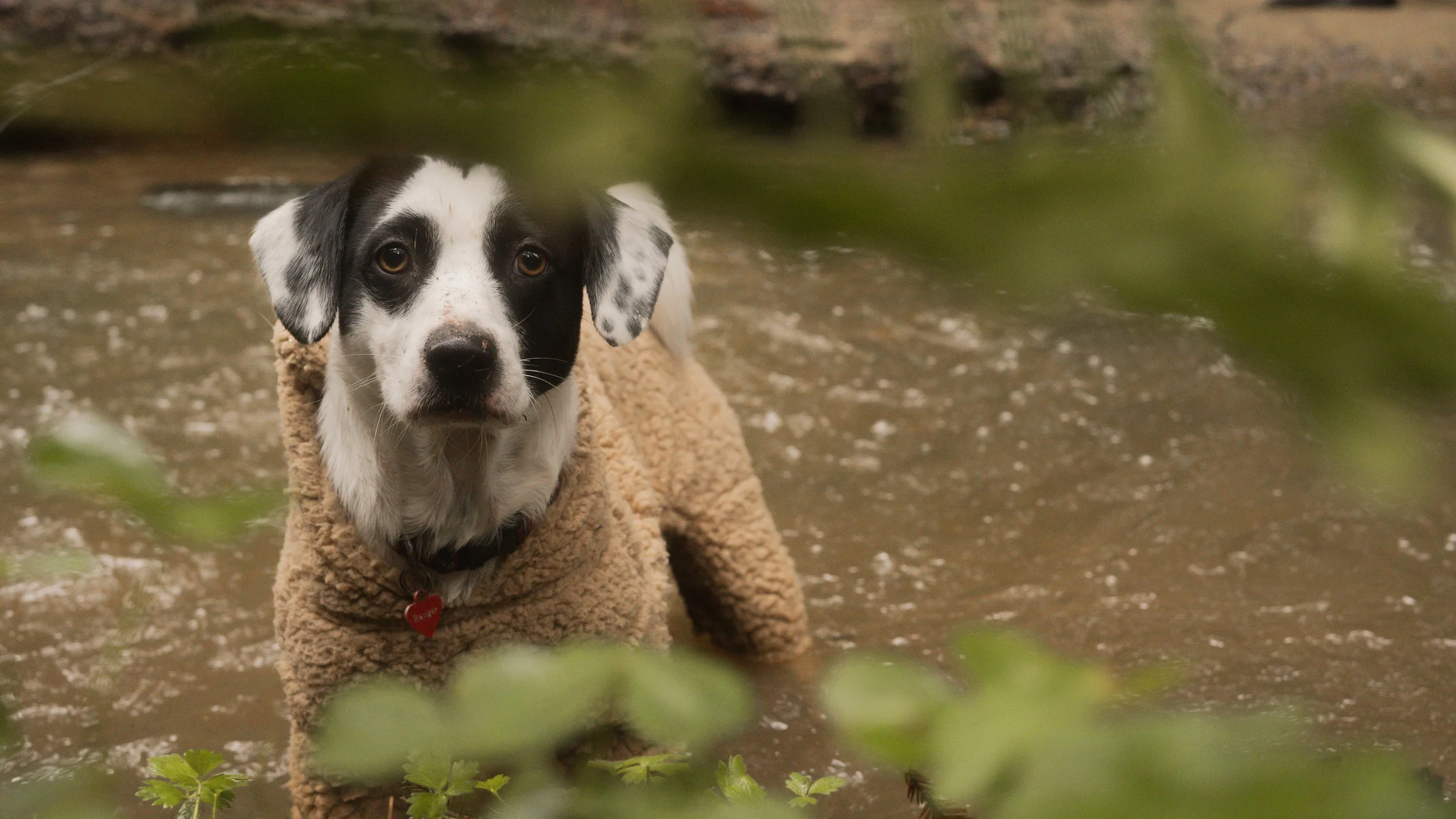 PetCollageOrdered_35.jpg