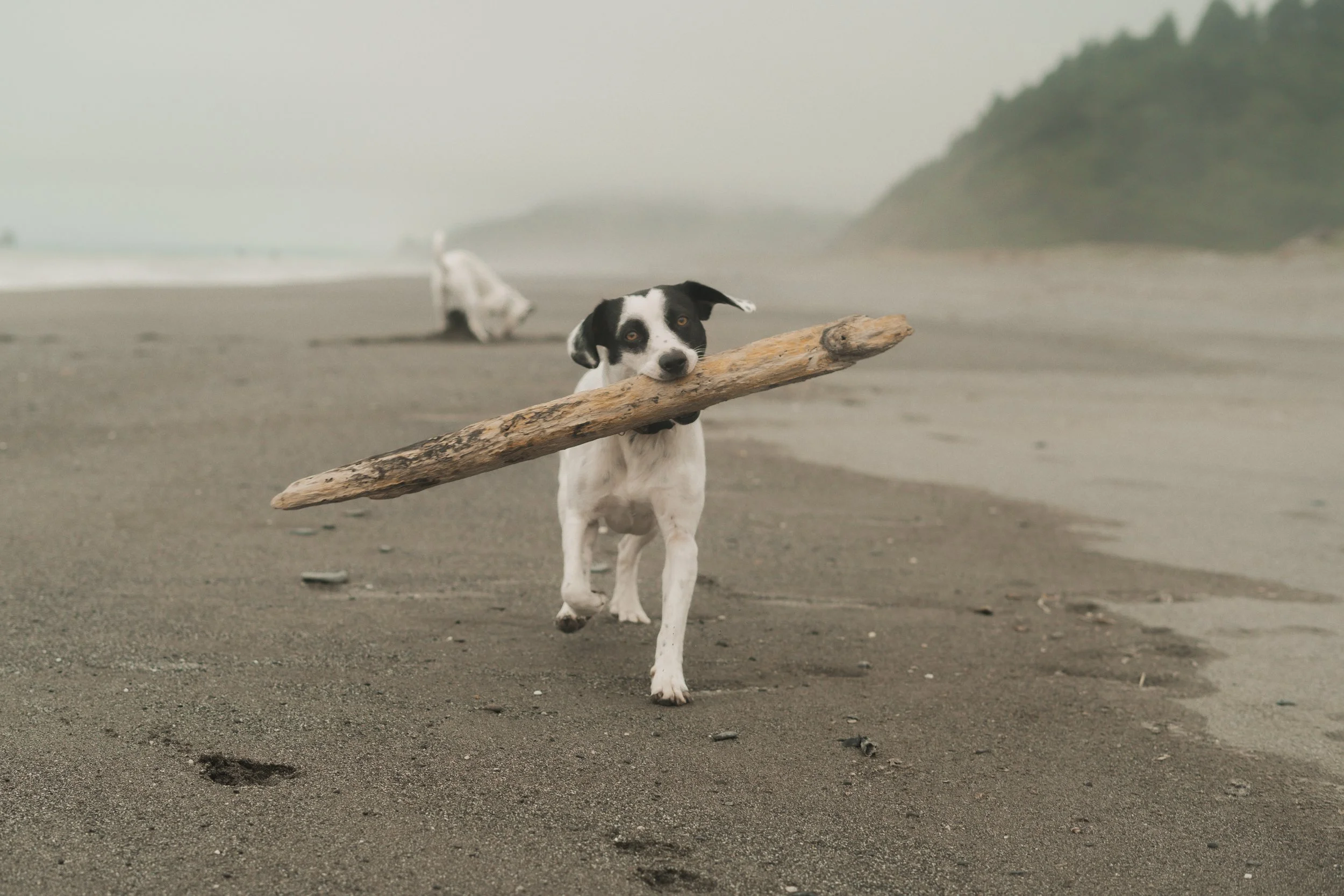 Pets-35.jpg