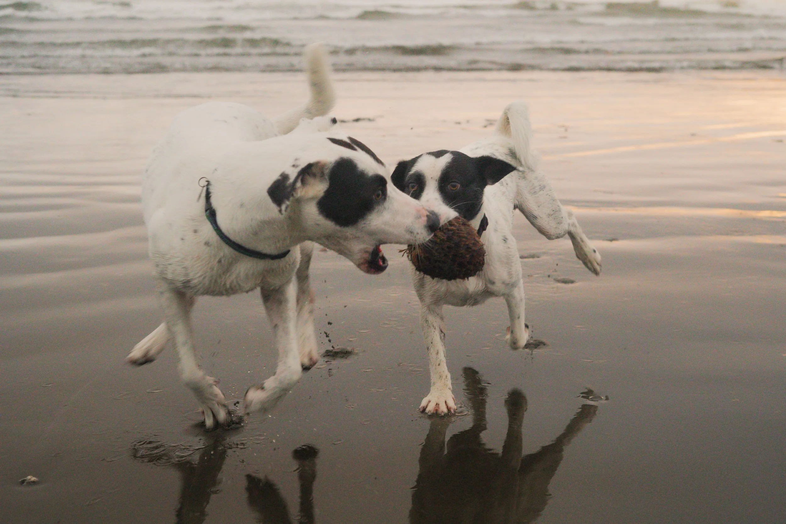 Pets-187.jpg
