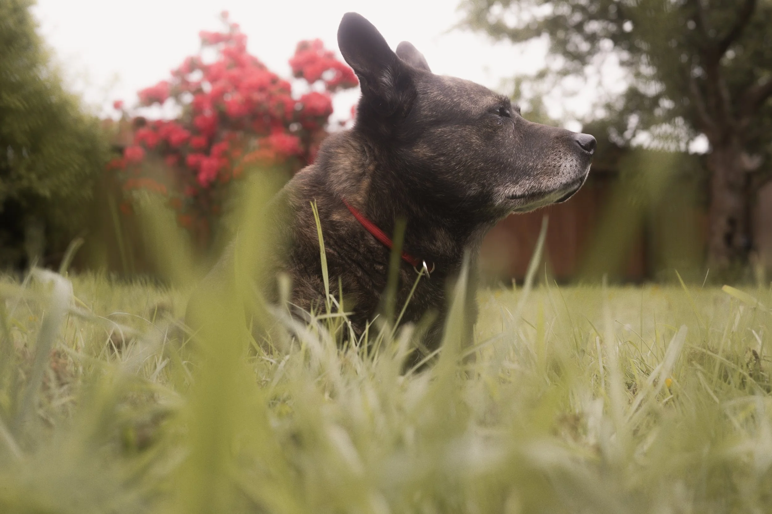 Pets-89.jpg