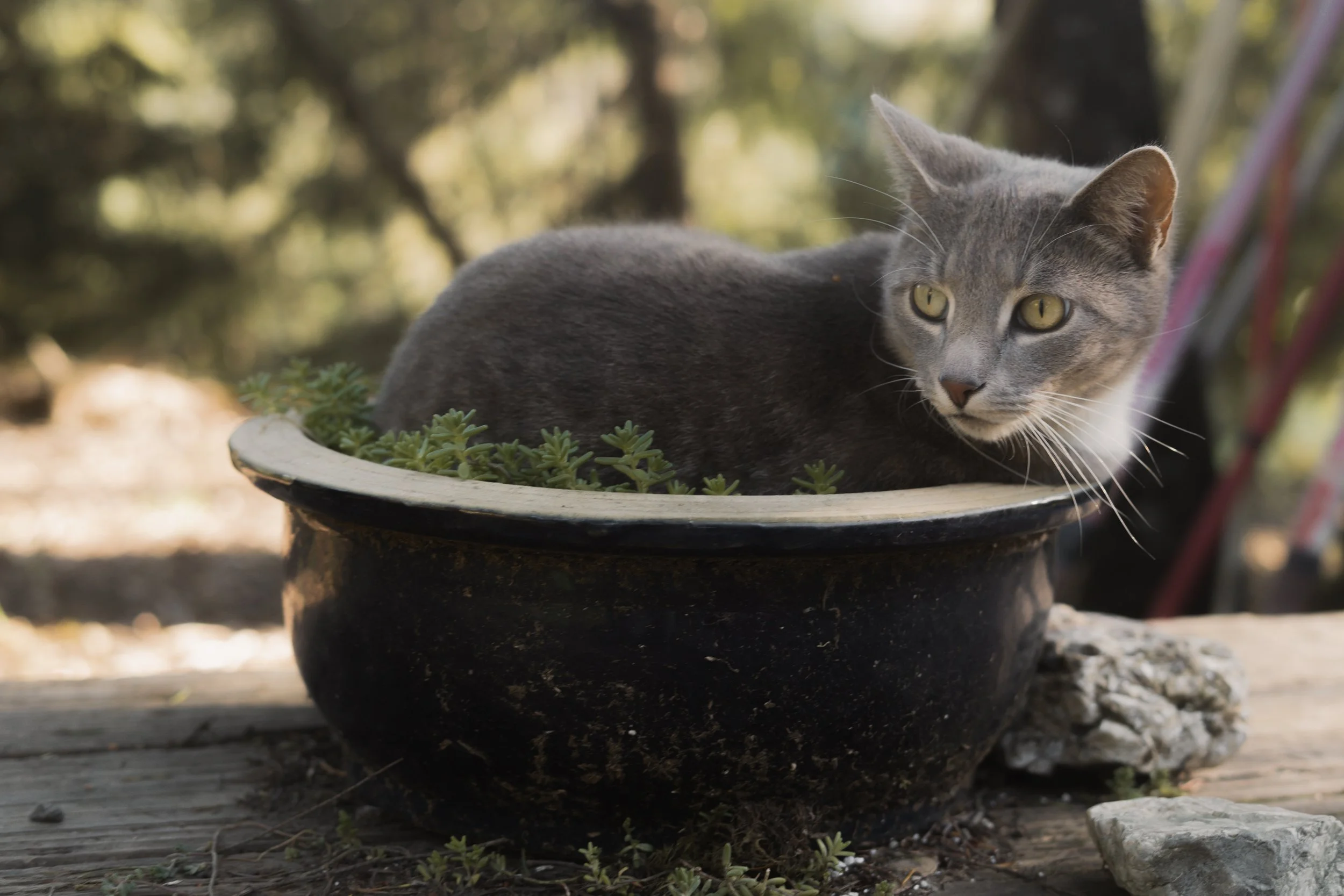 Pets-167.jpg