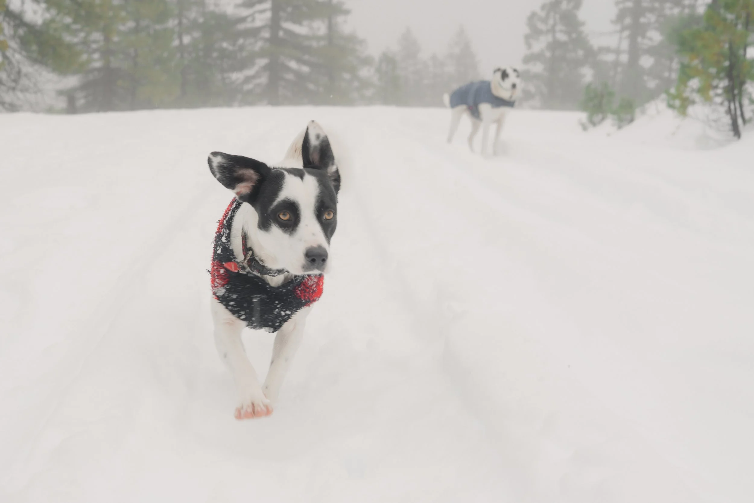 Pets-104.jpg