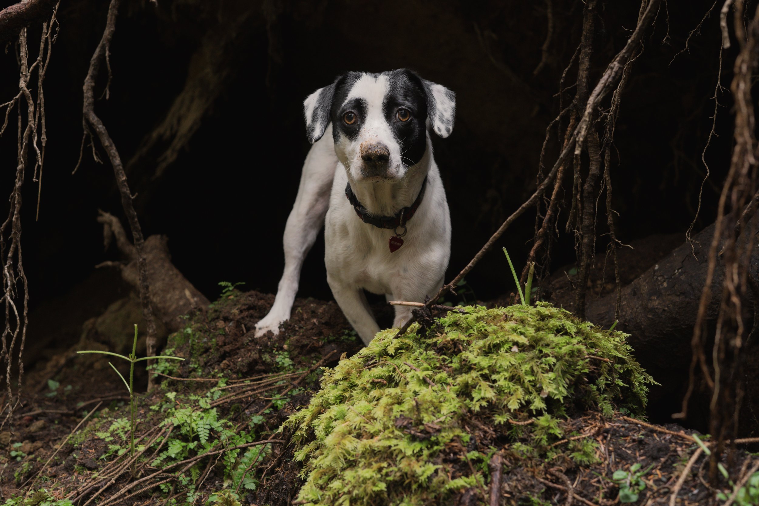 Pets-40.jpg
