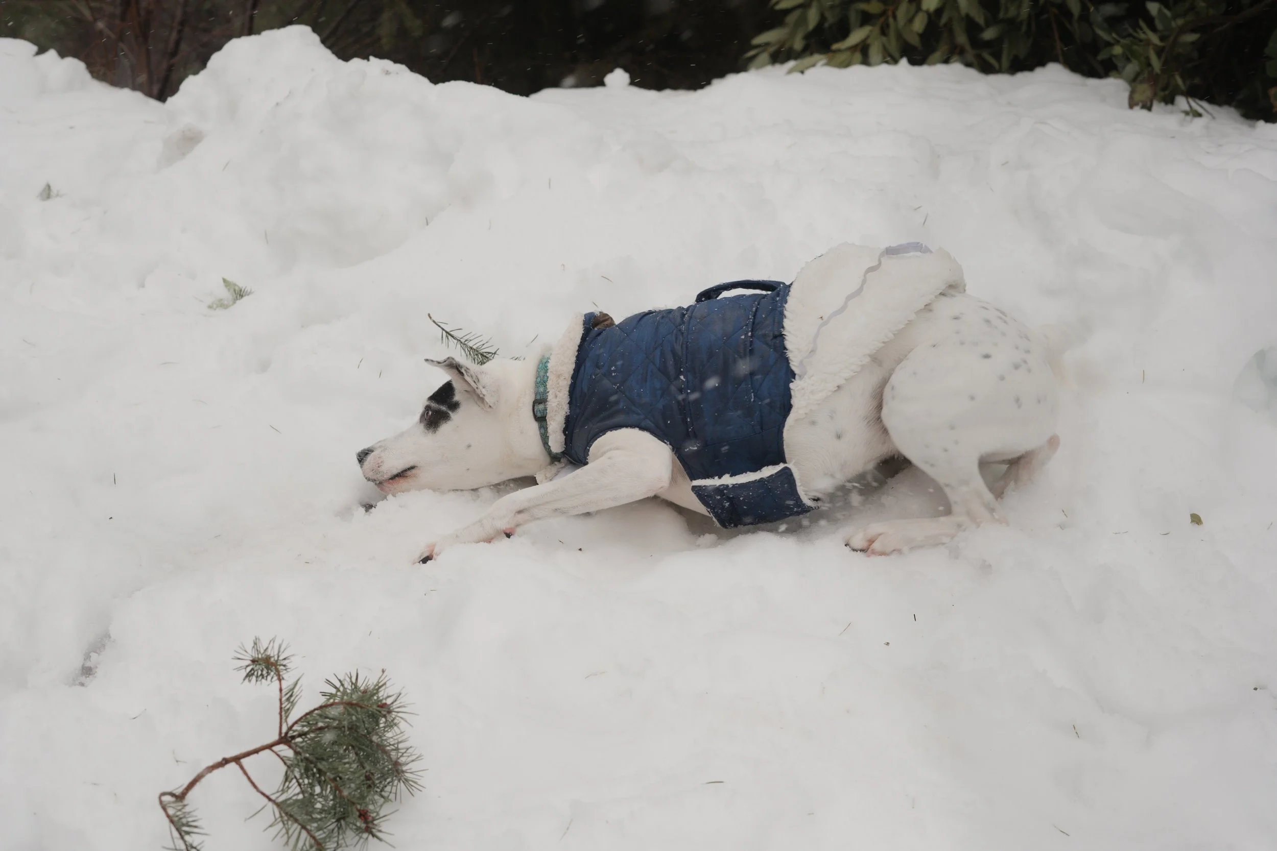 Pets-125.jpg