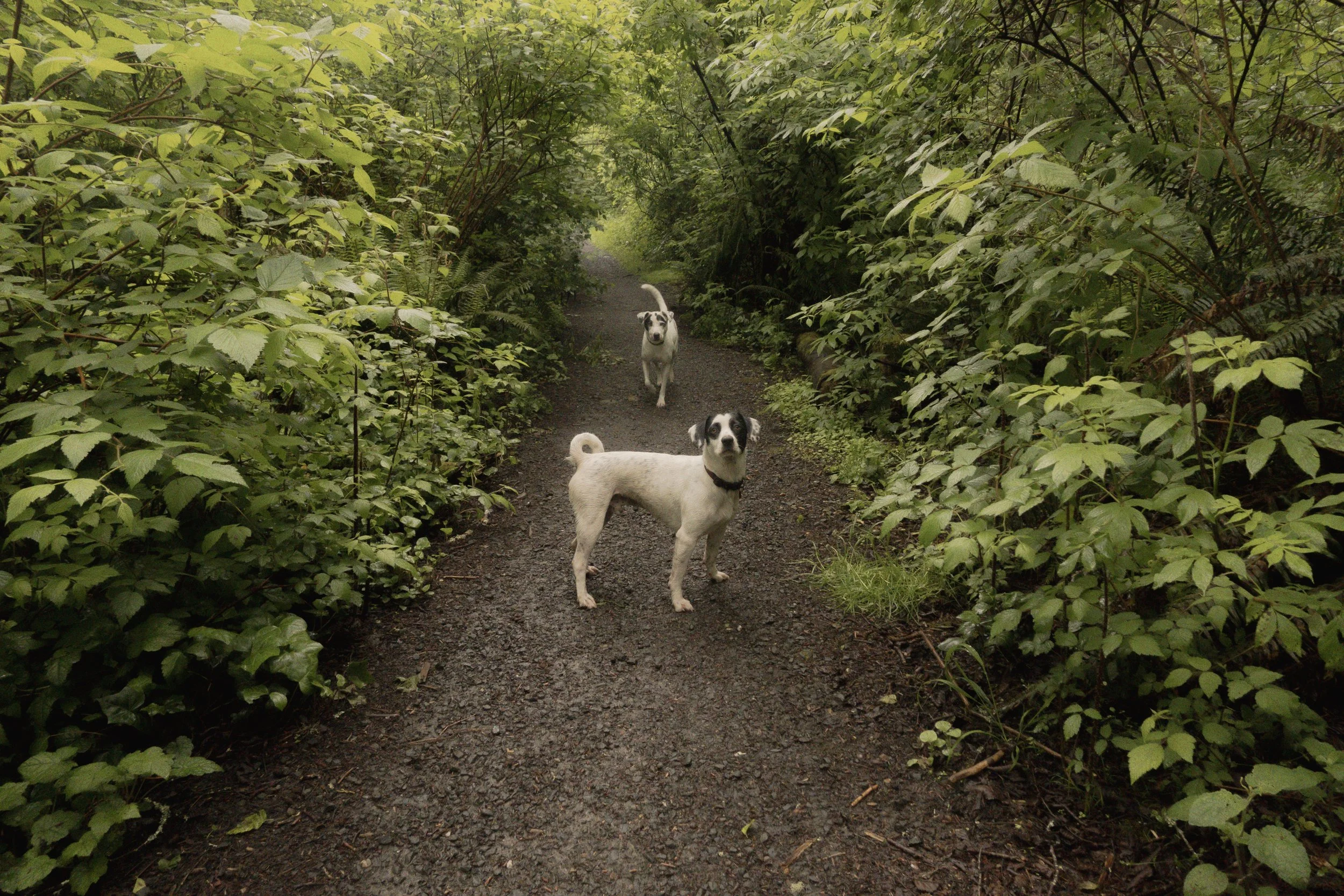 Pets-179.jpg