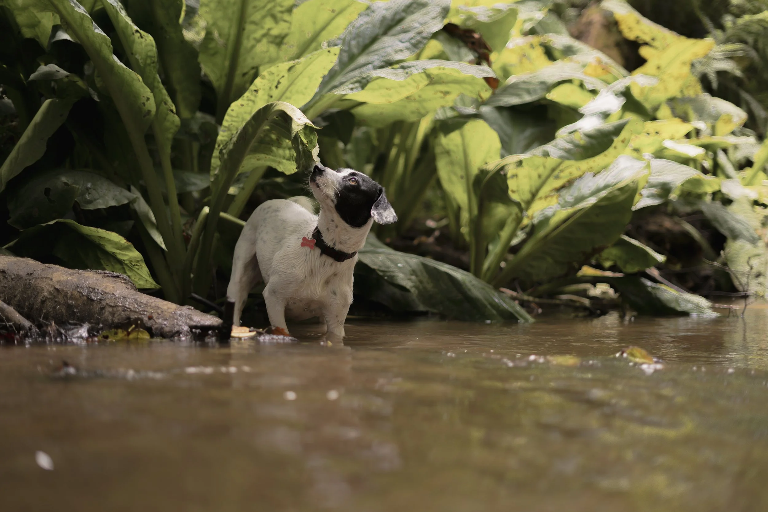 Pets-141.jpg