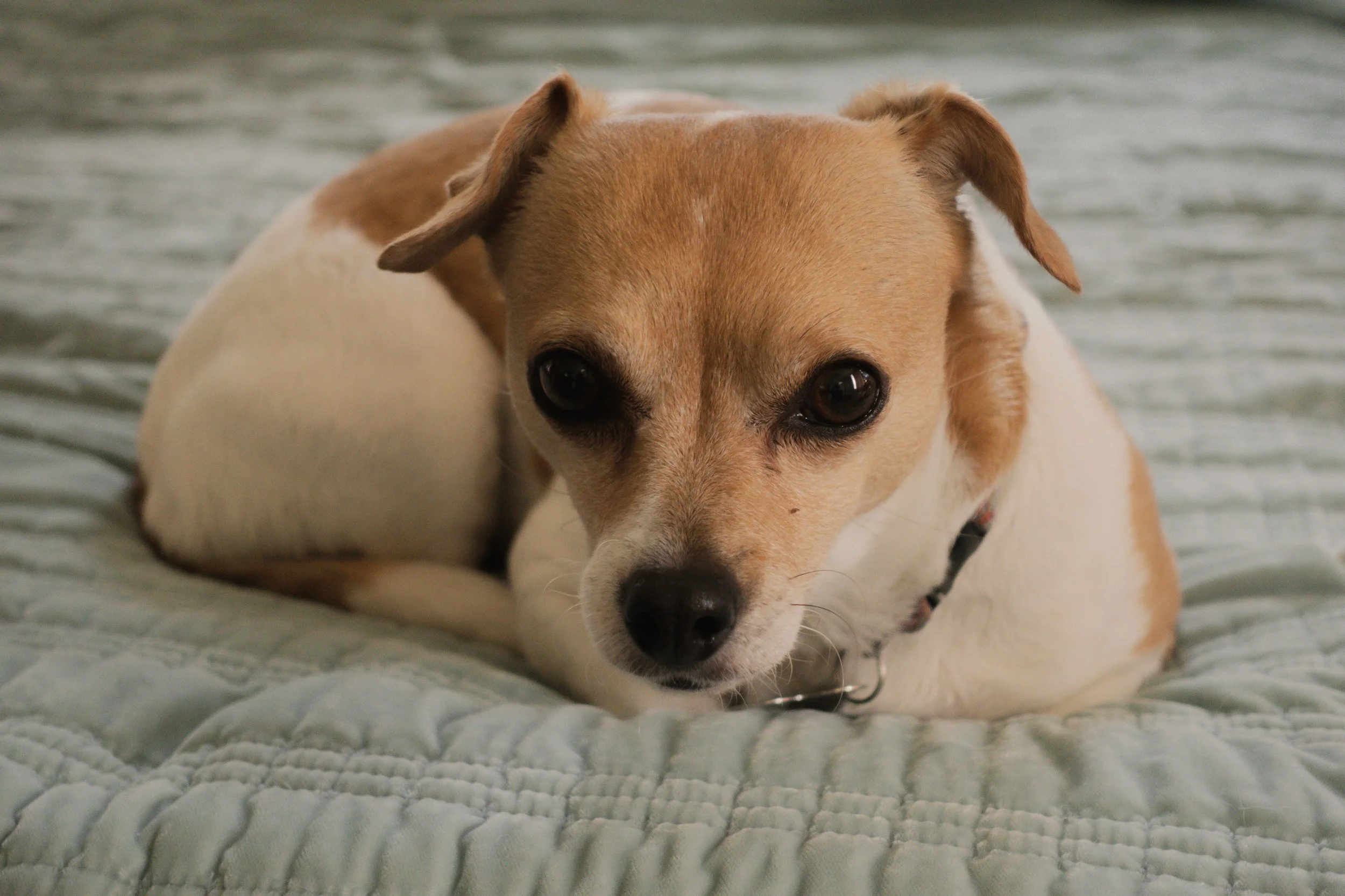 Pets-56.jpg