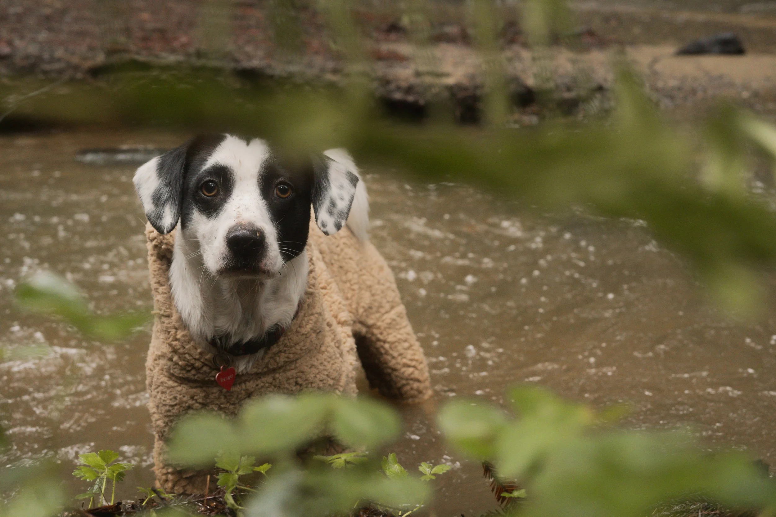 Pets-152.jpg