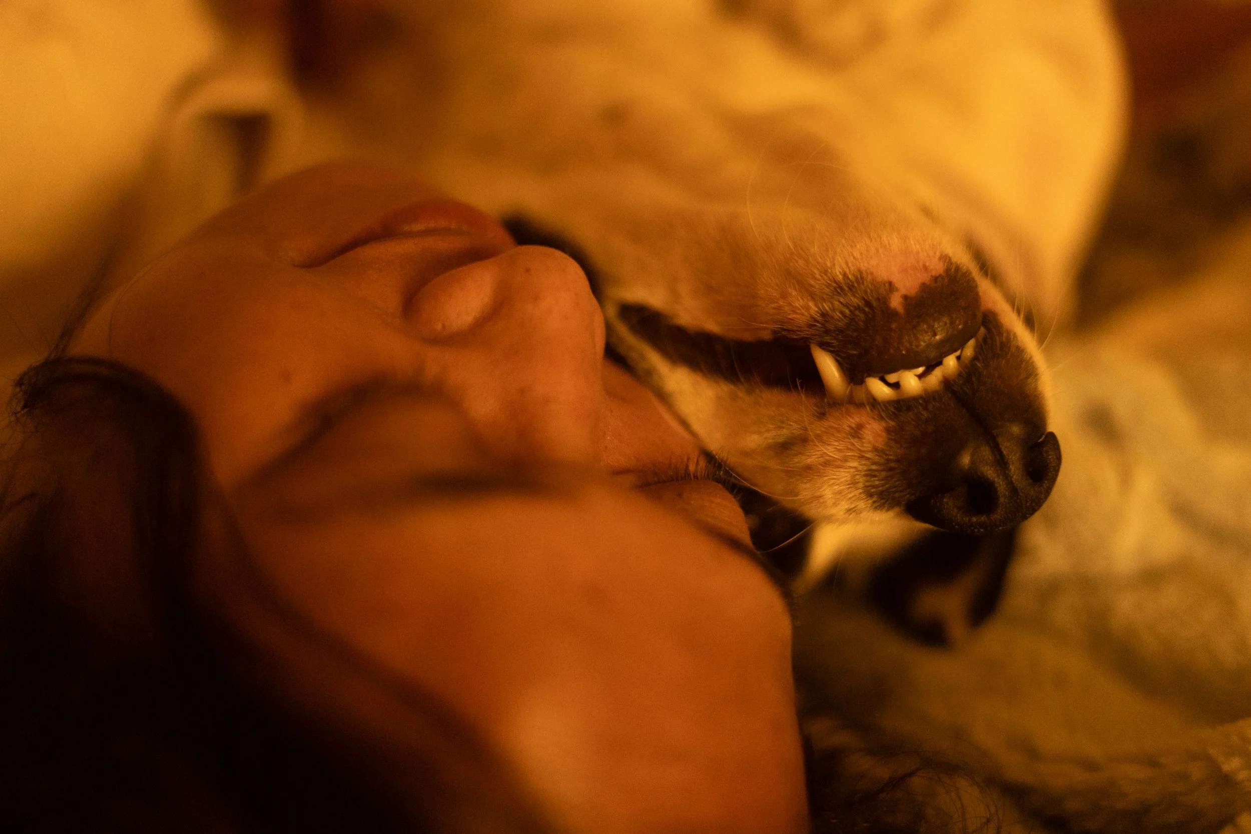 Pets-159.jpg