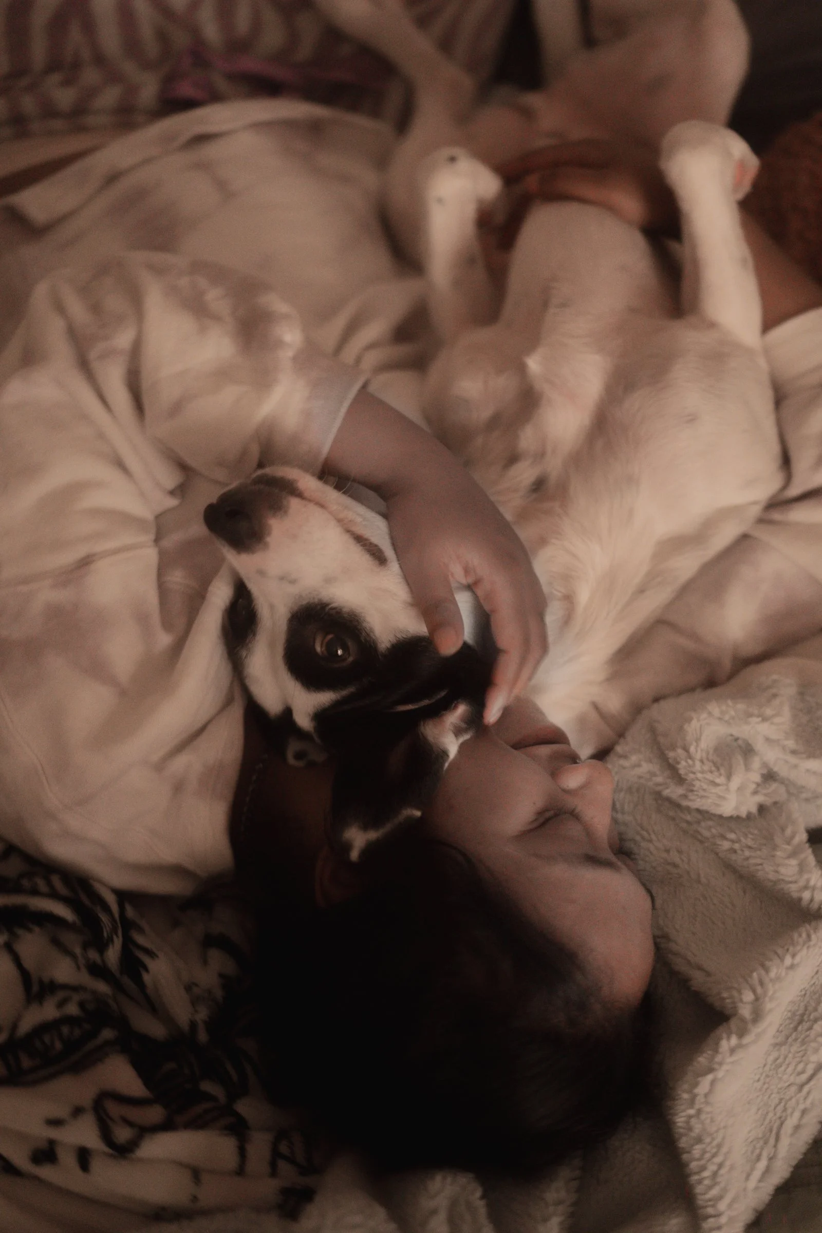 Pets-244.jpg