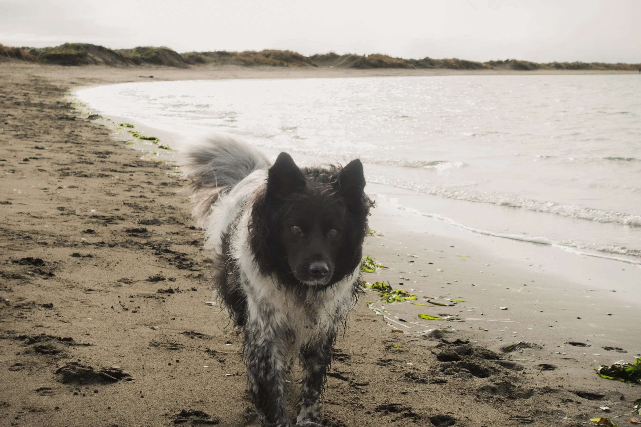 Pets-49.jpg