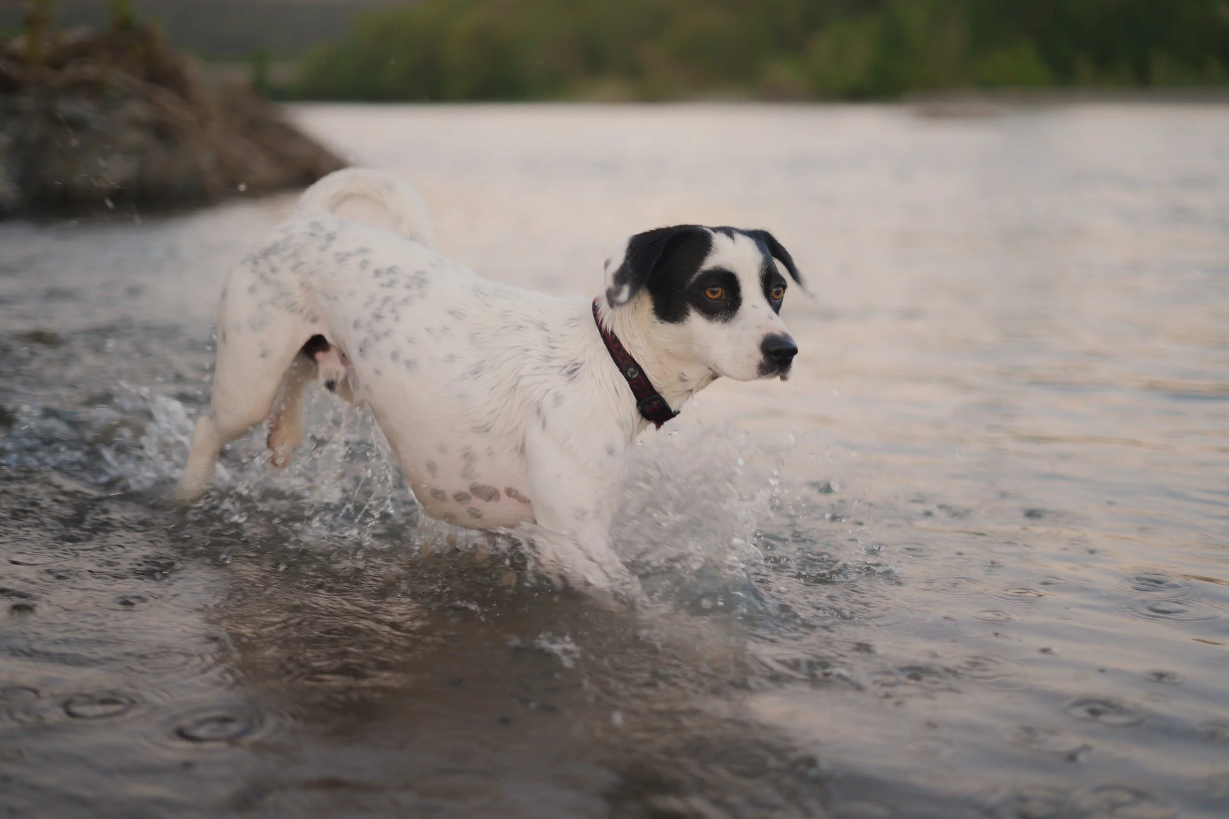 Pets-139.jpg