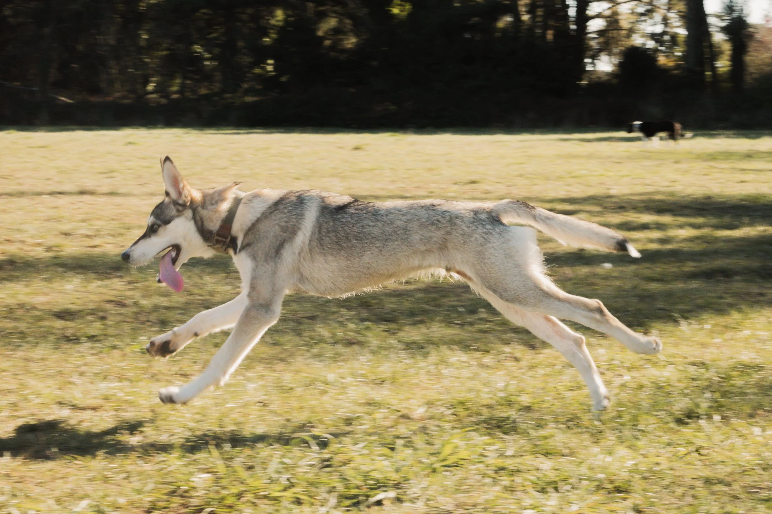 Pets-39.jpg