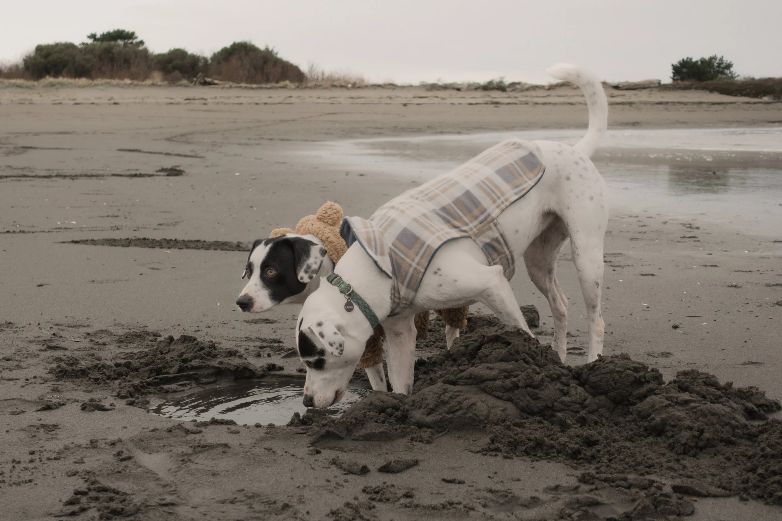 Pets-196.jpg