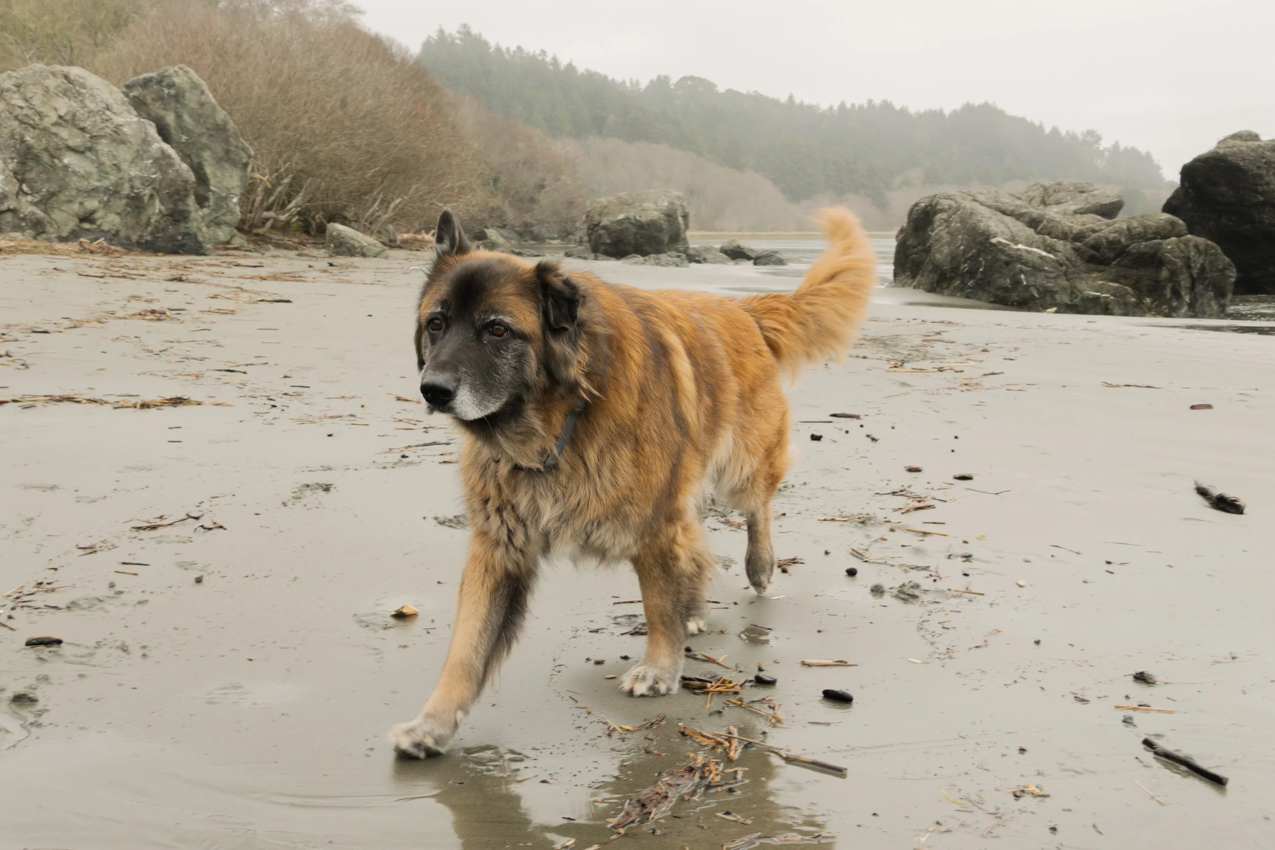 Pets-77.jpg