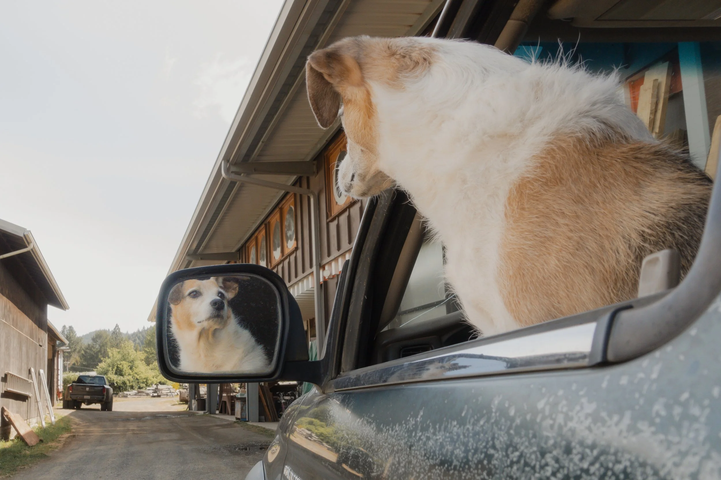 Pets-204.jpg