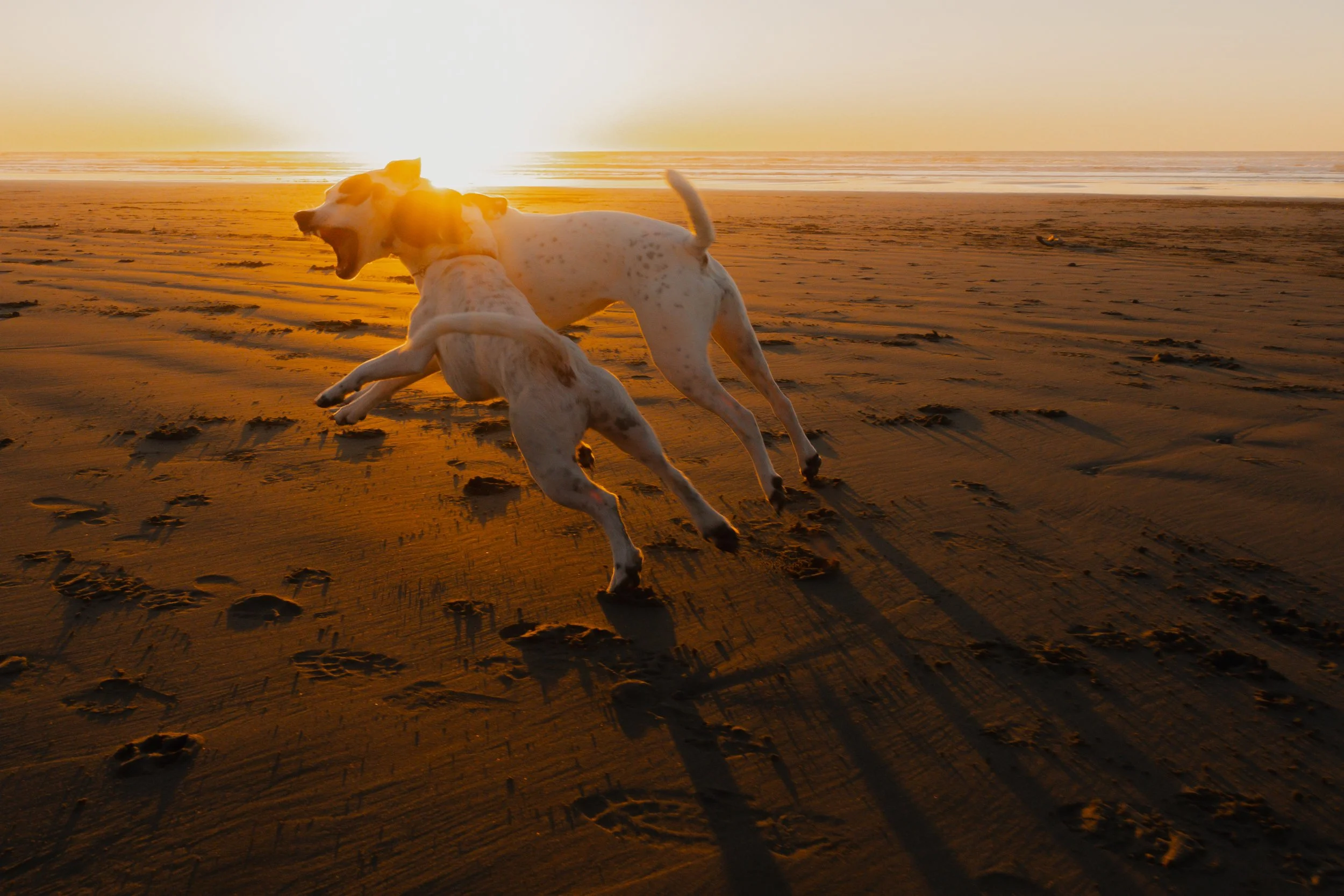 Pets-91.jpg
