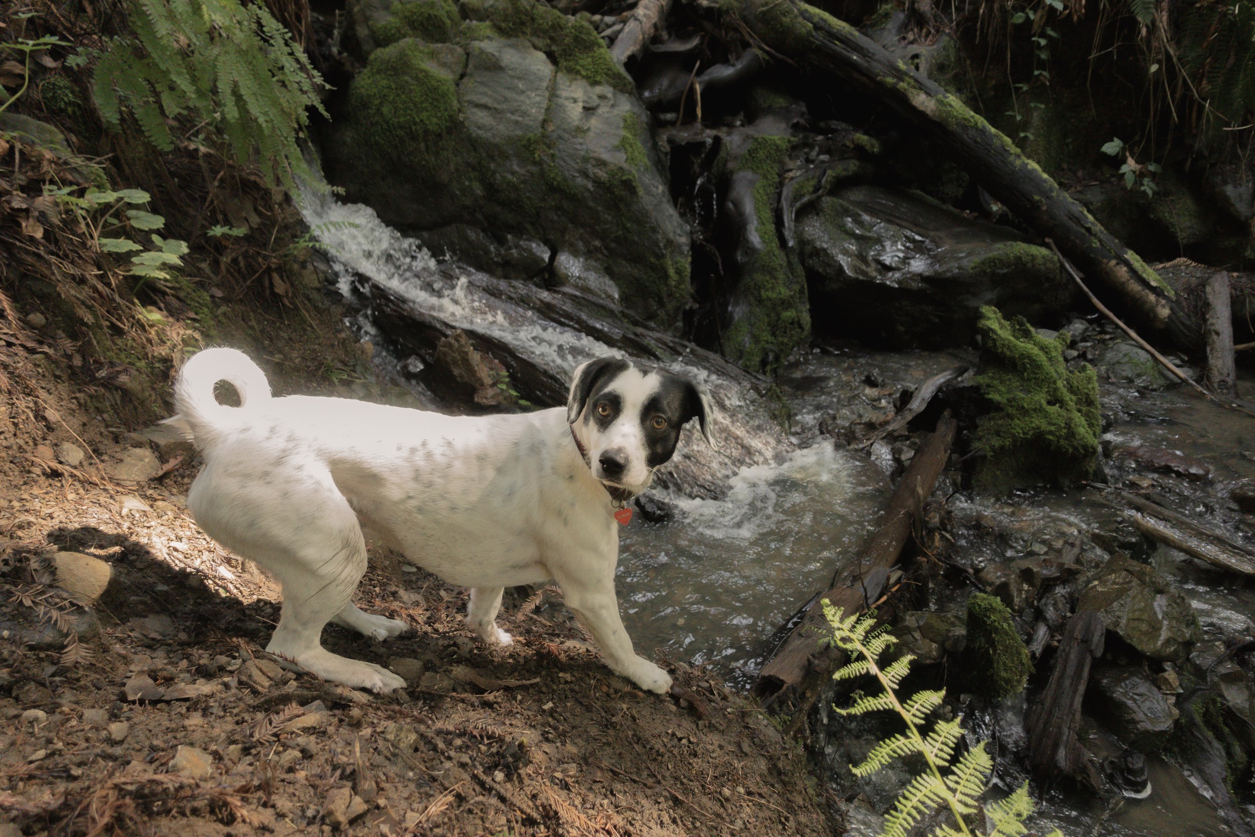 Pets-168.jpg