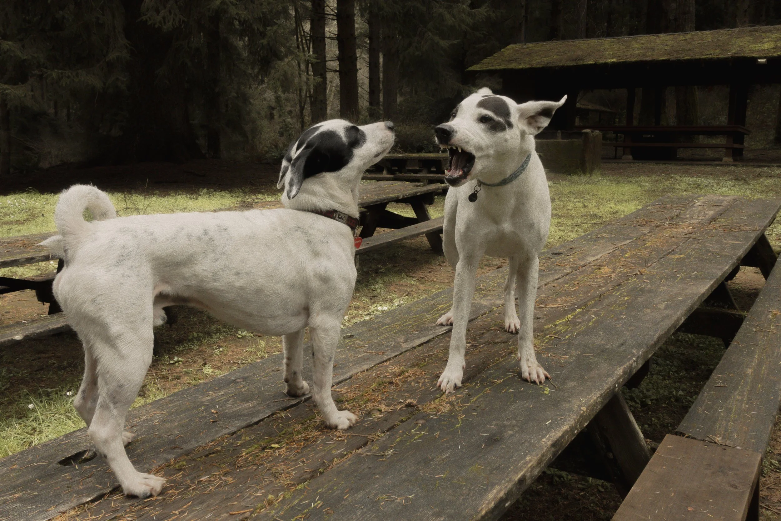 Pets-212.jpg