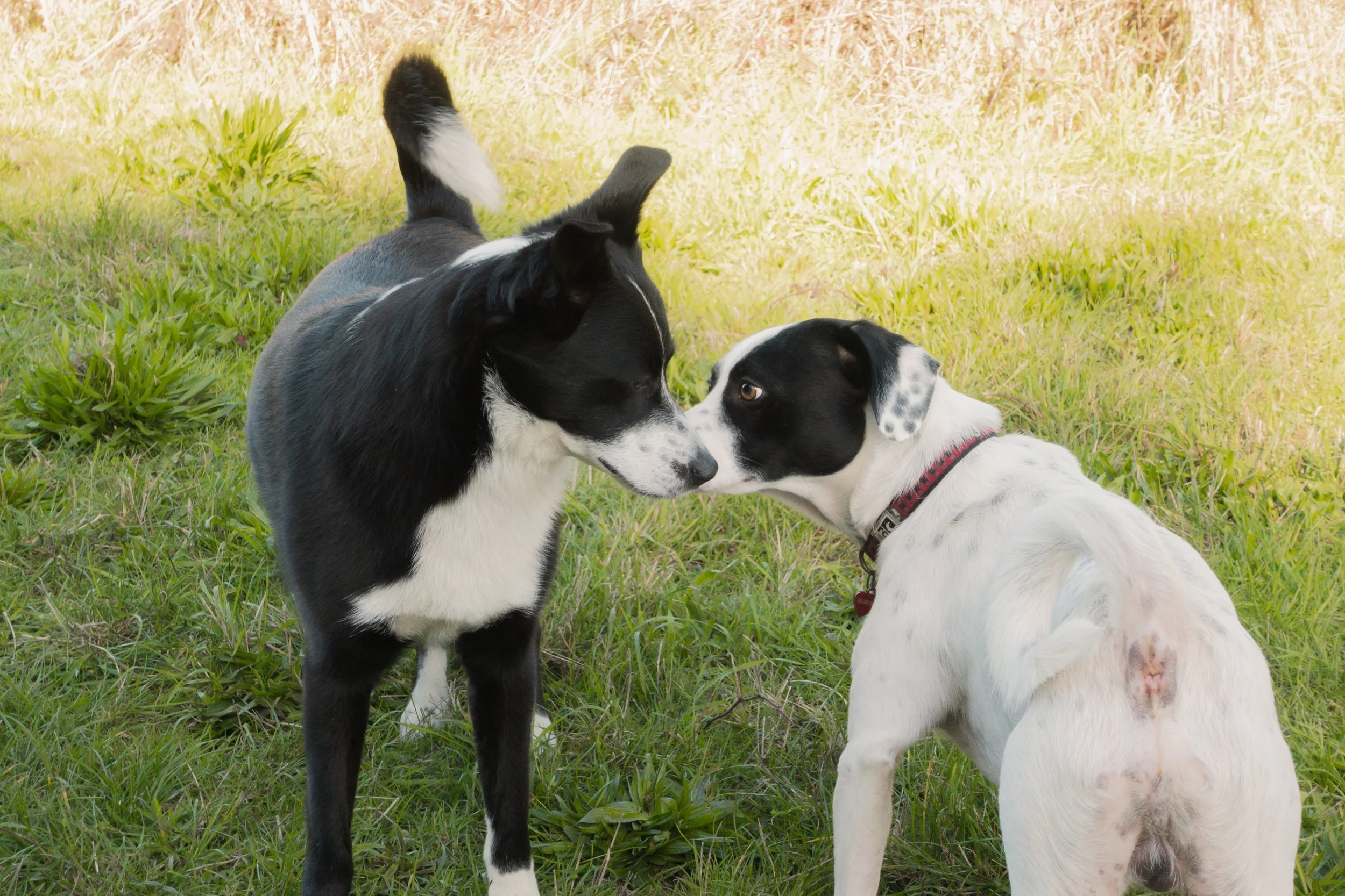 Pets-74.jpg