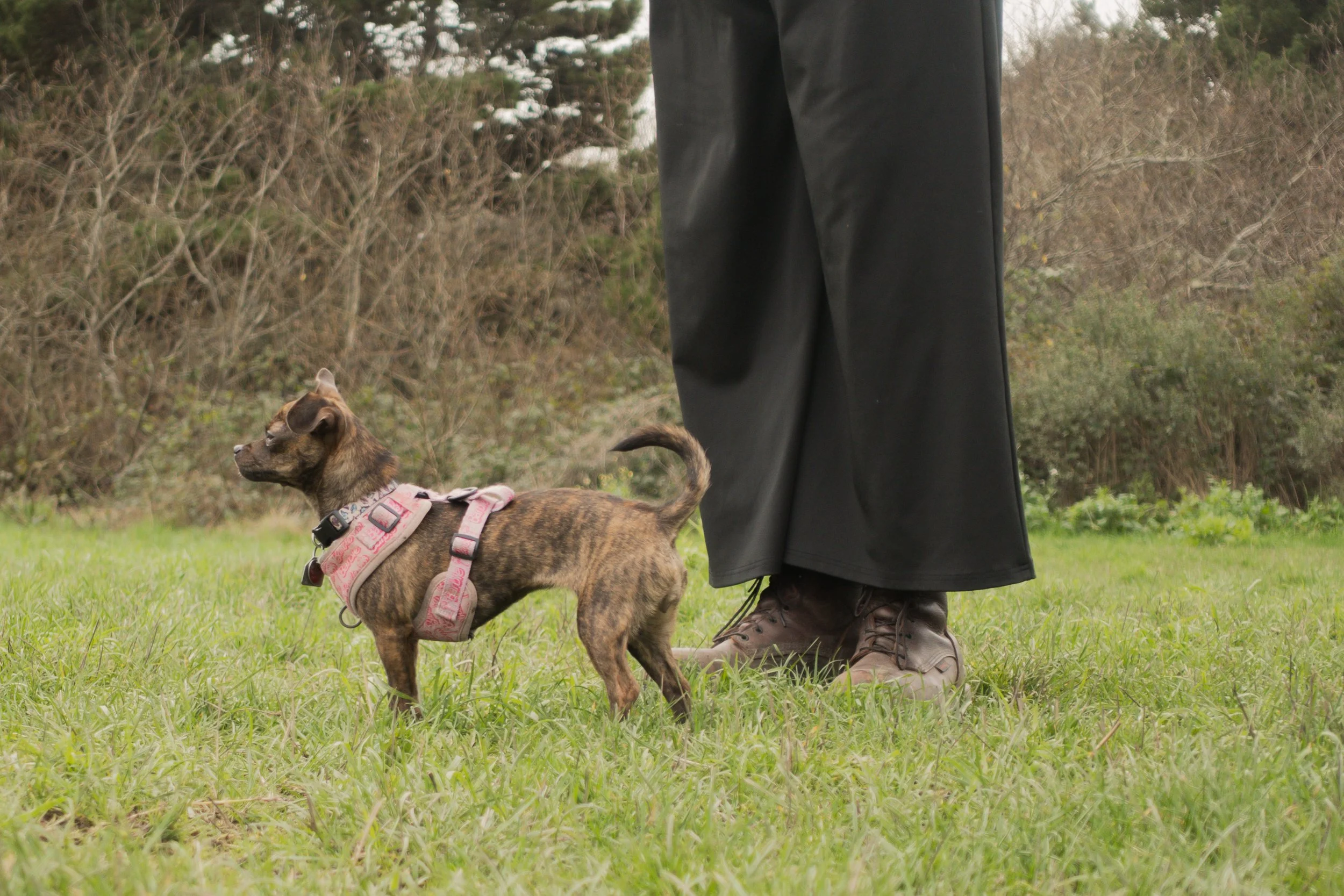Pets-61.jpg
