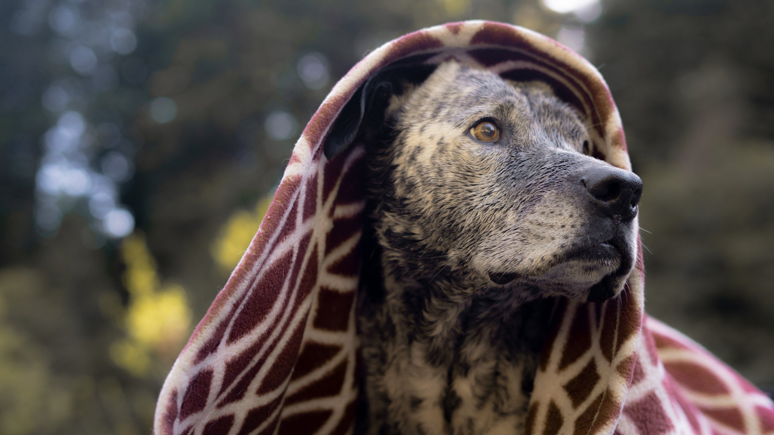 PetCollageOrdered_26.jpg