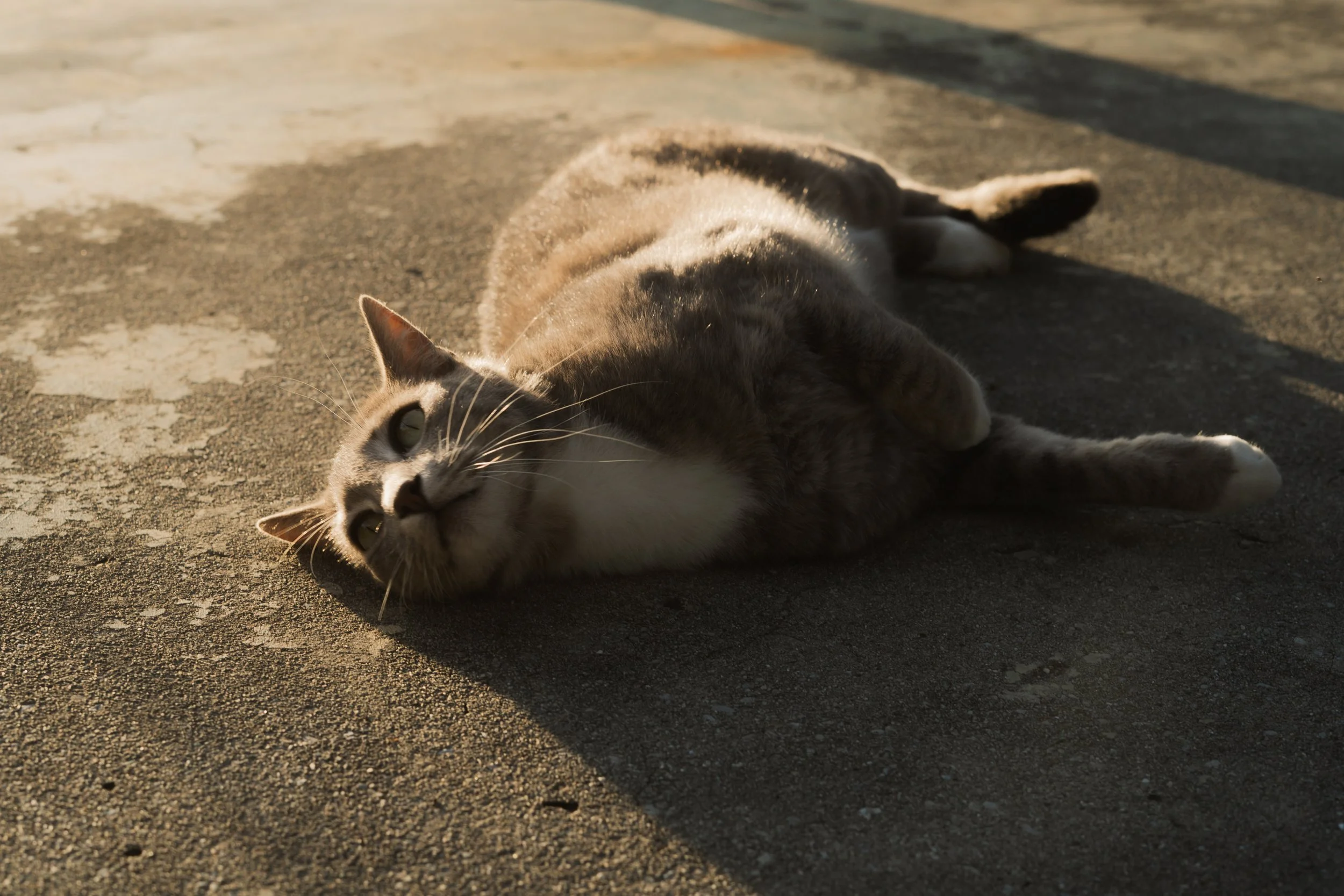 Pets-68.jpg
