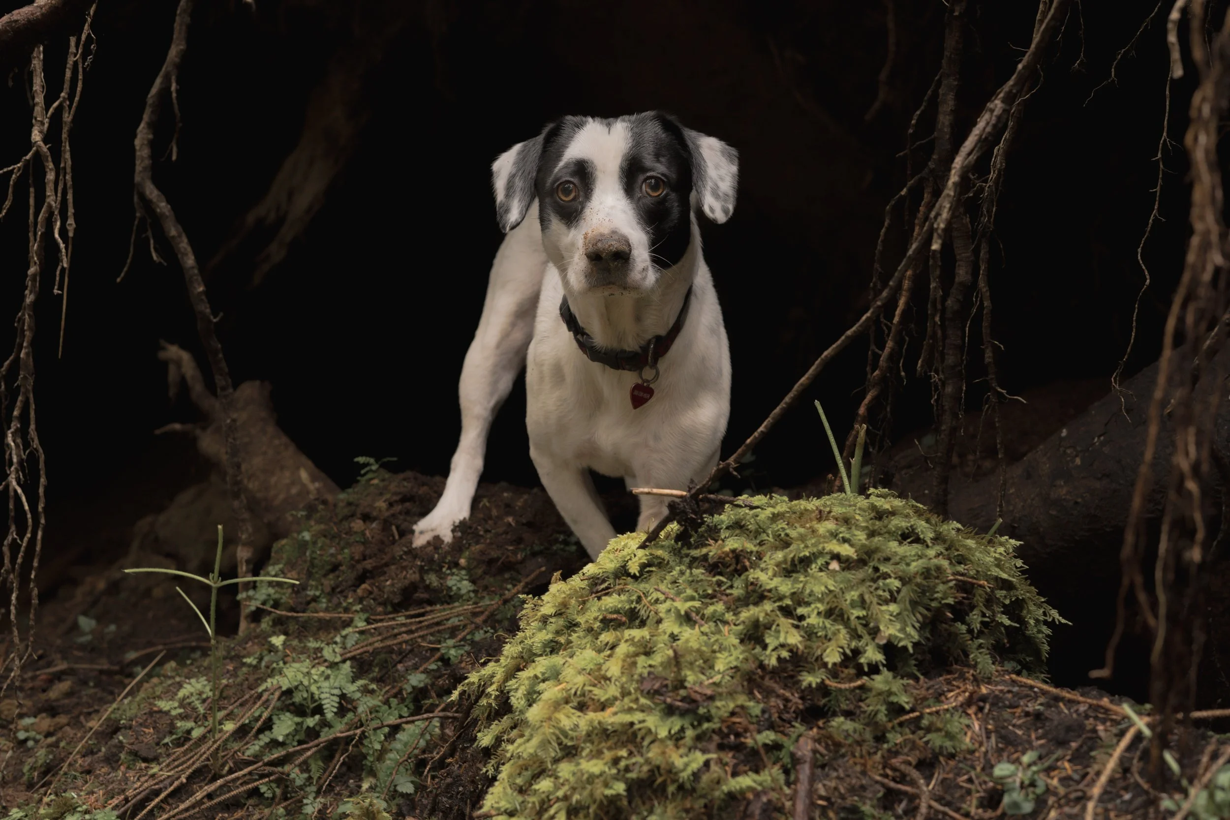Pets-144.jpg