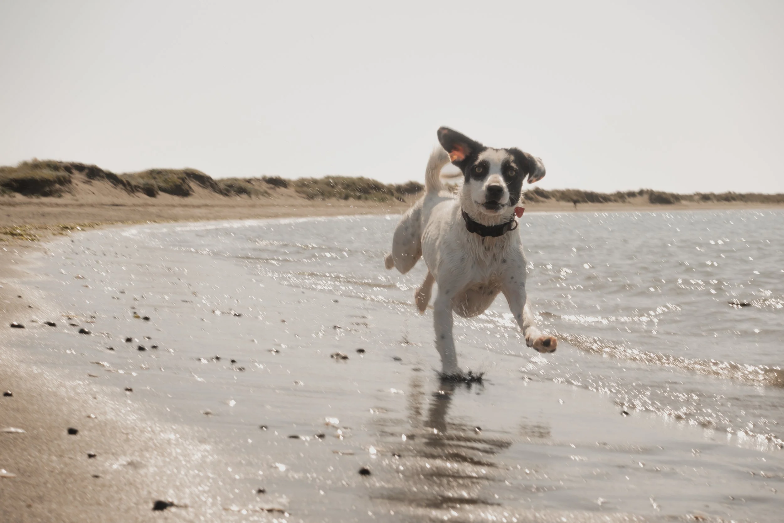 Pets-180.jpg