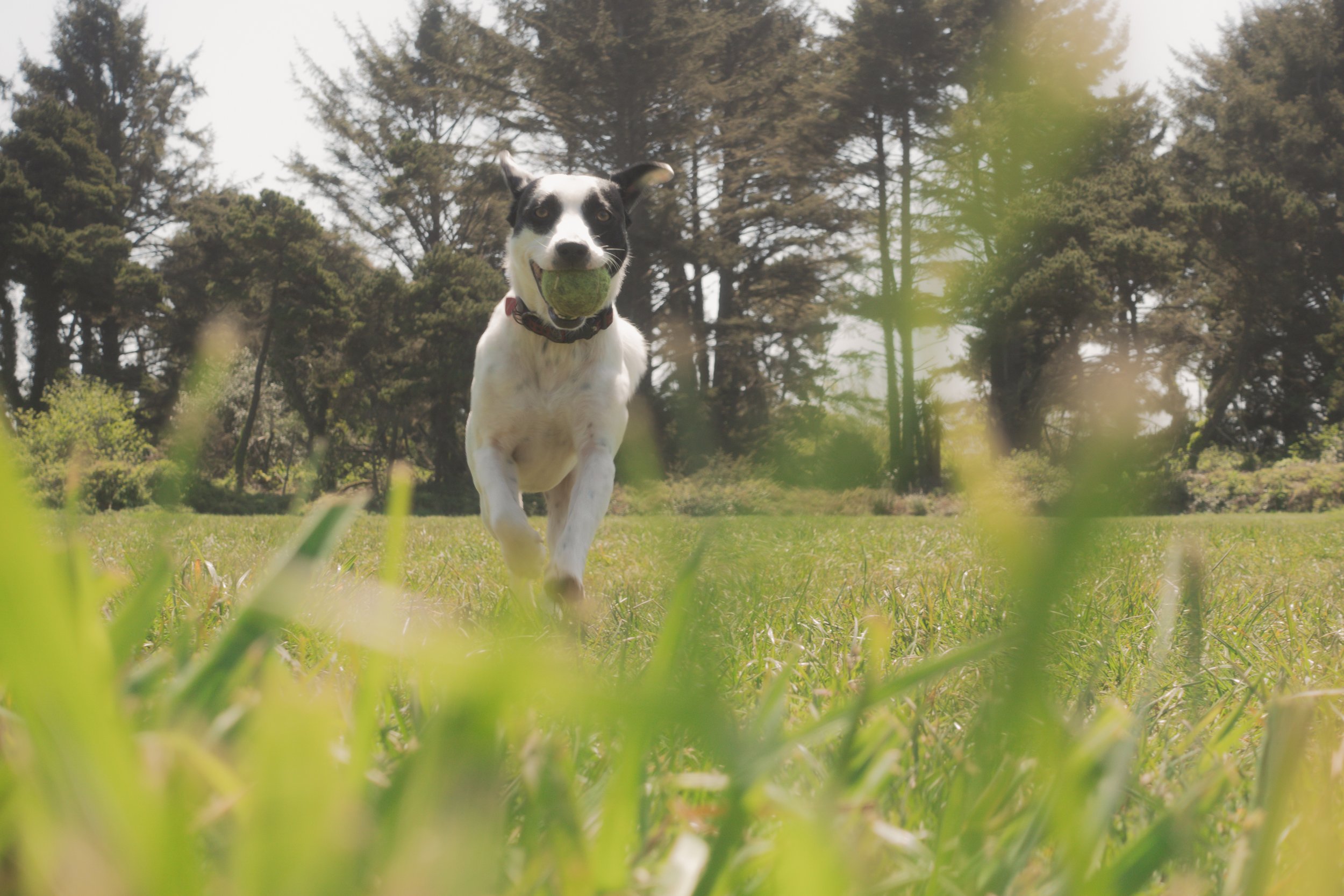 Pets-181.jpg