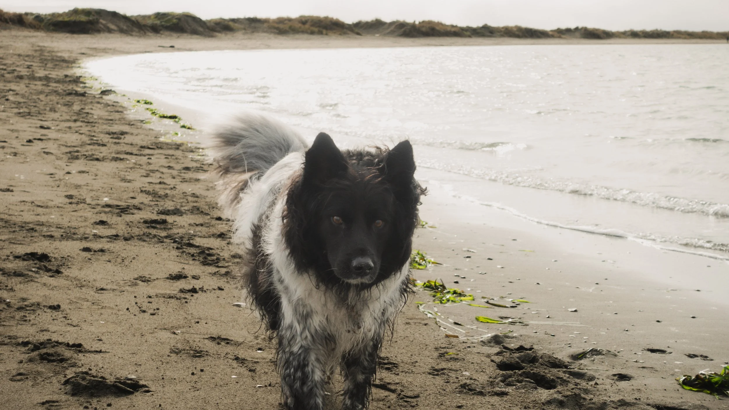 PetCollageOrdered_19.jpg