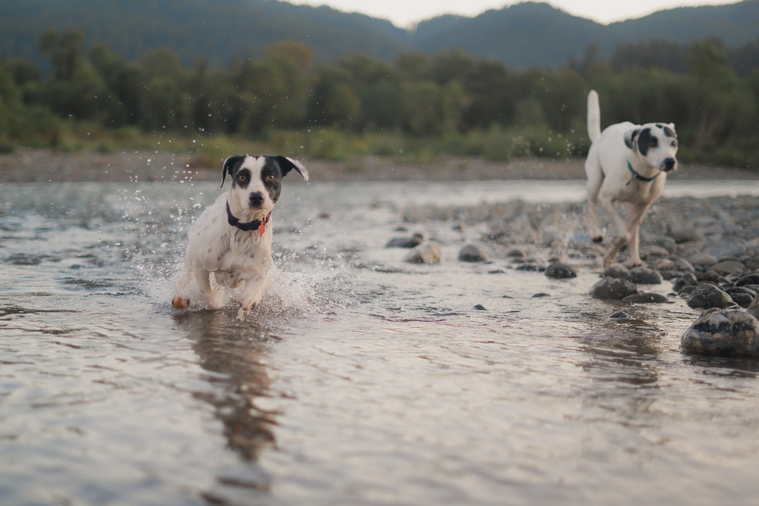 Pets-186.jpg