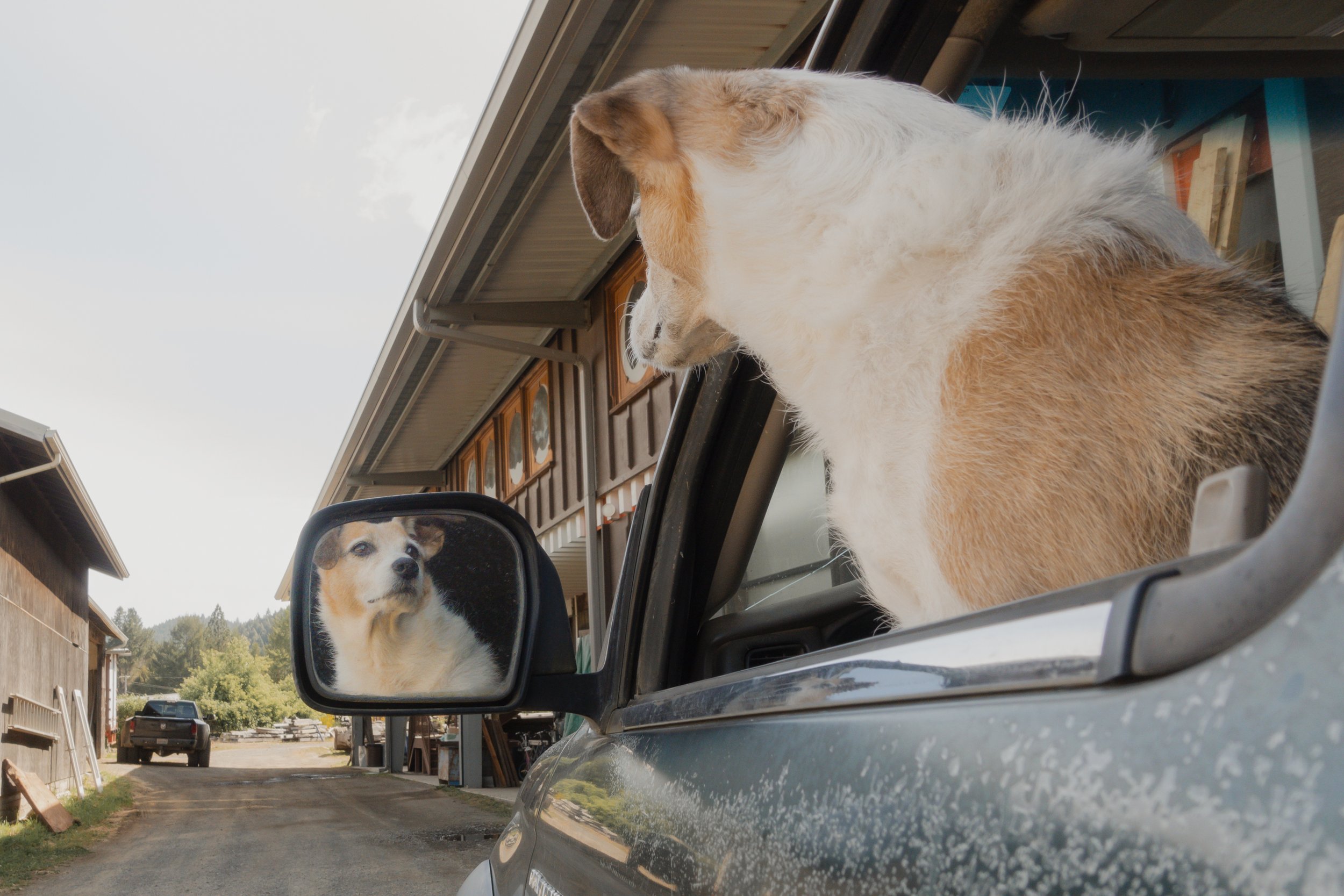 Pets-206.jpg