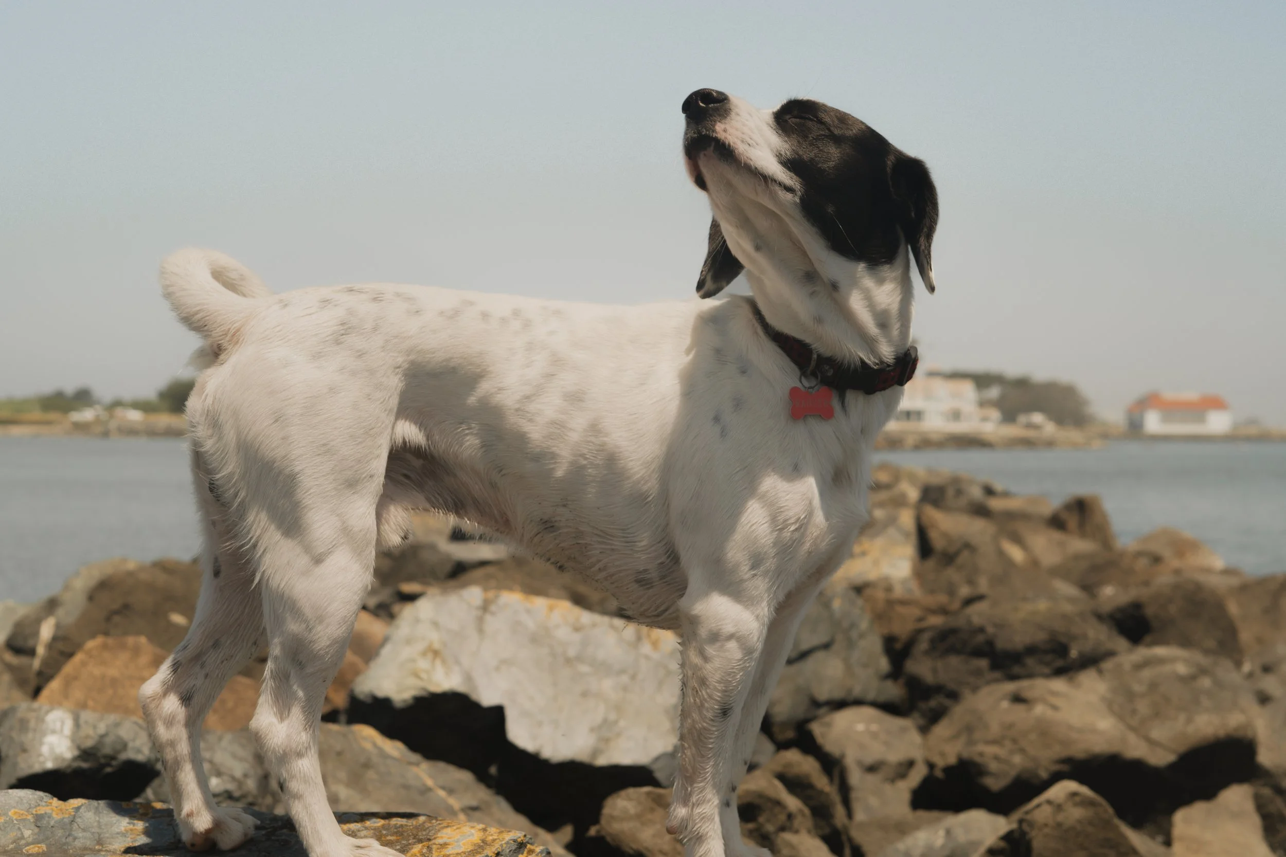 Pets-140.jpg