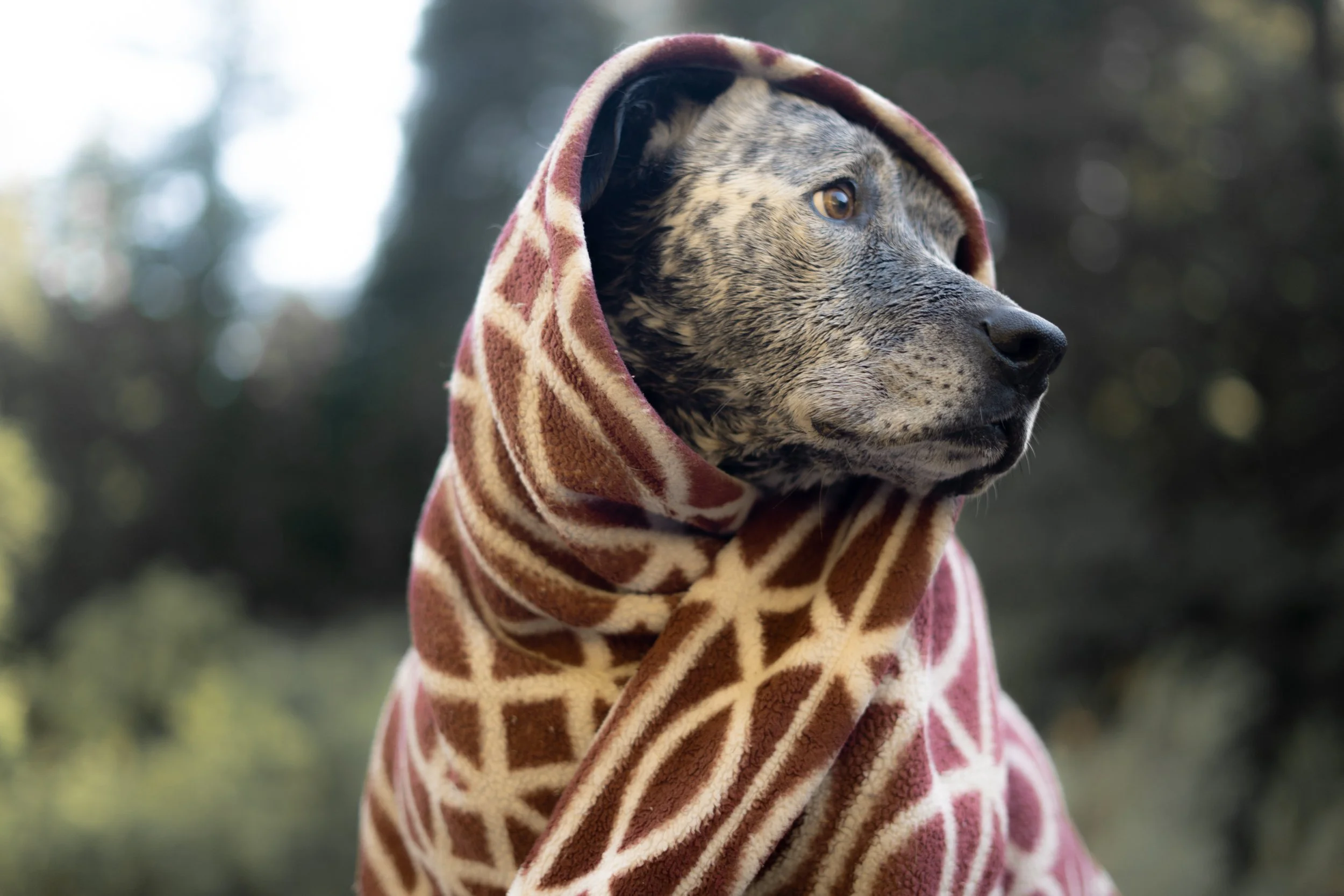 Pets-14.jpg