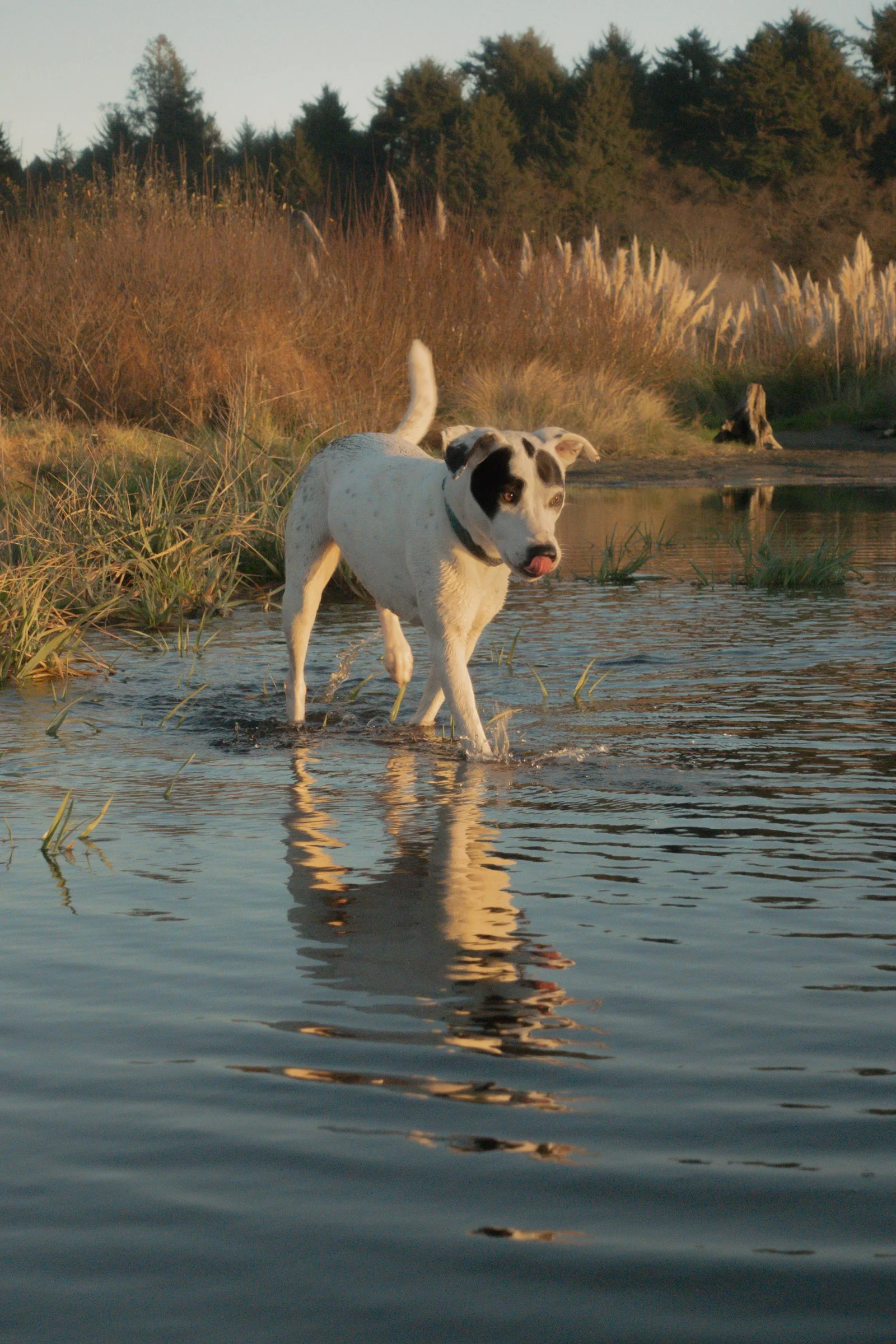 Pets-110.jpg