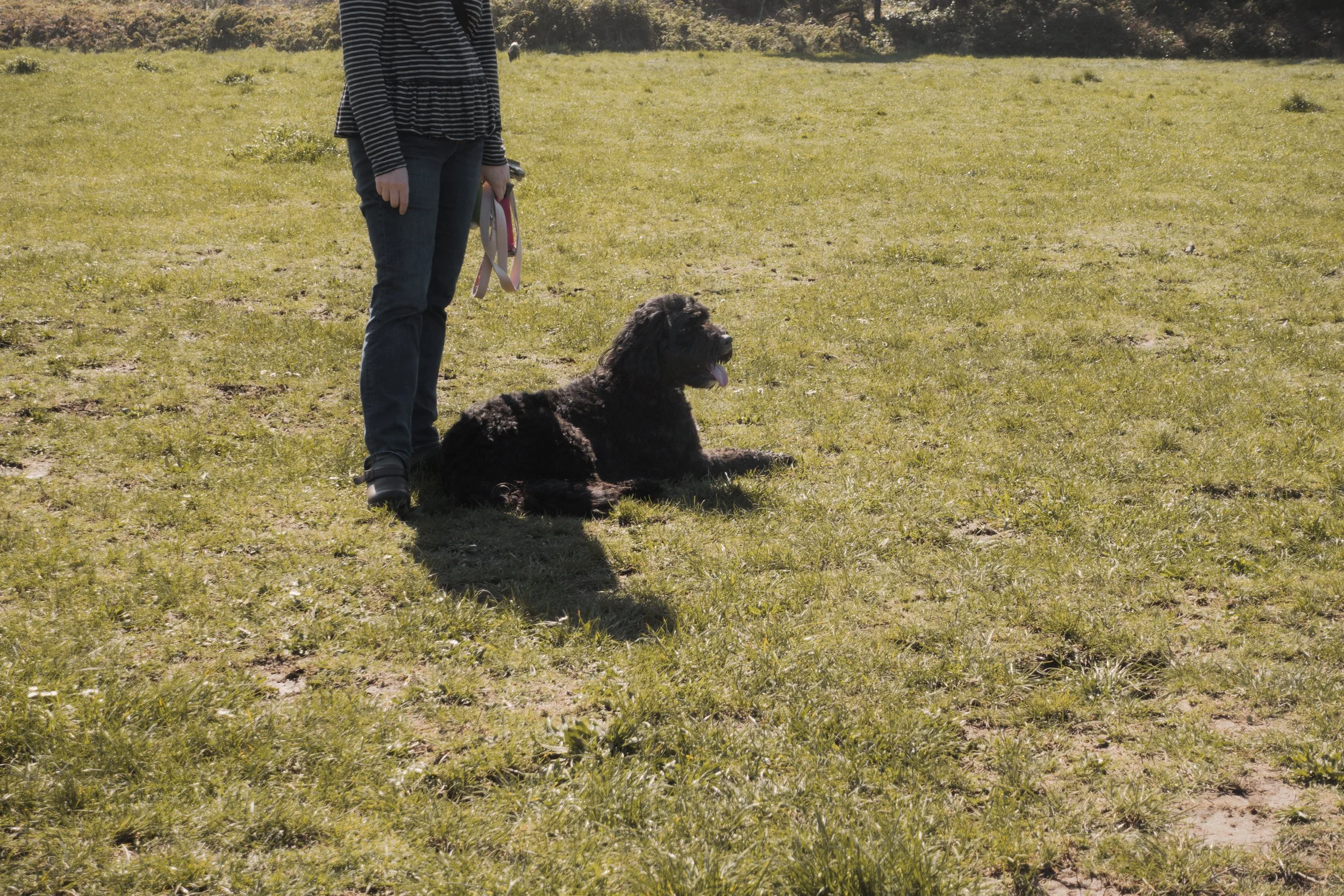 Pets-54.jpg