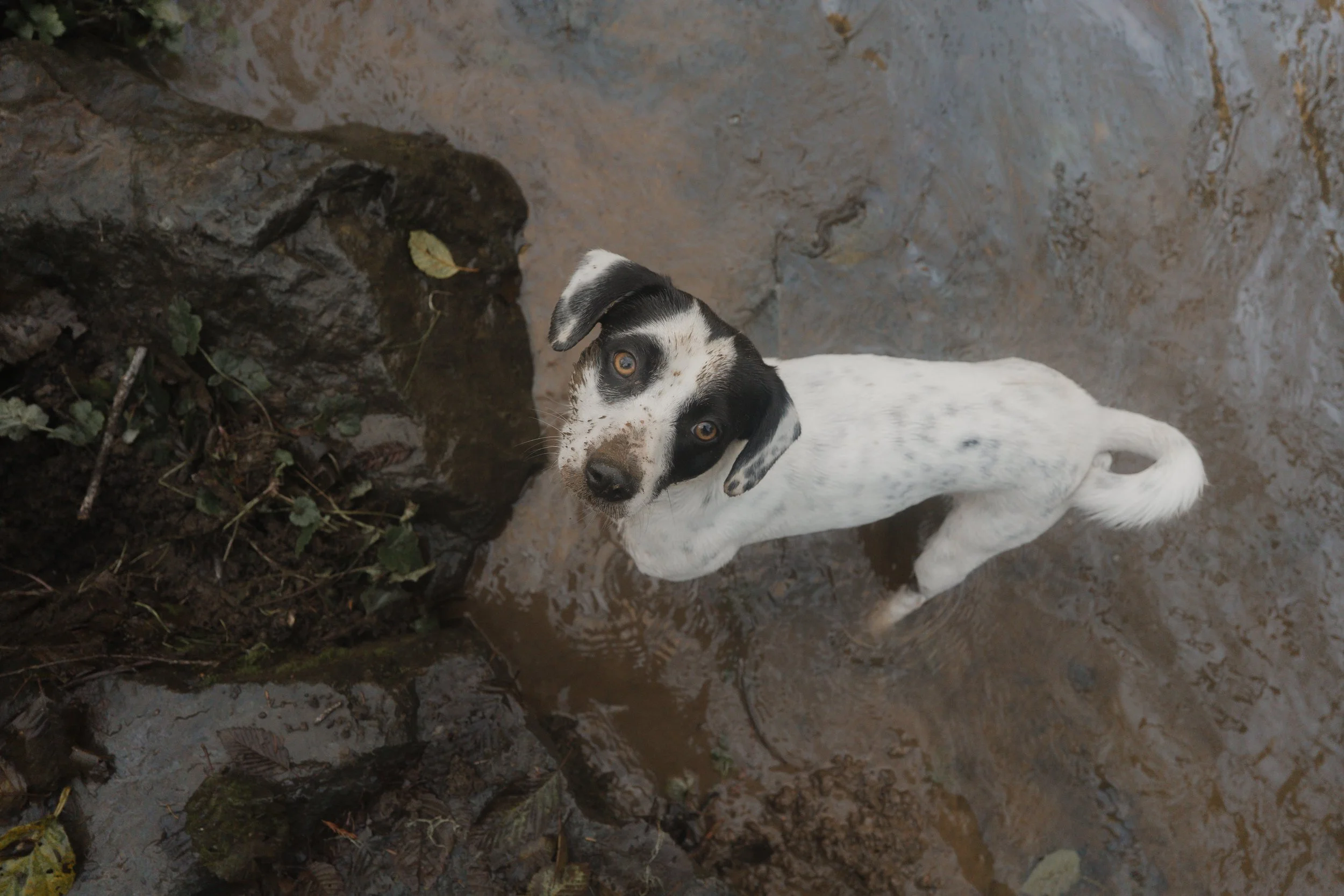Pets-53.jpg