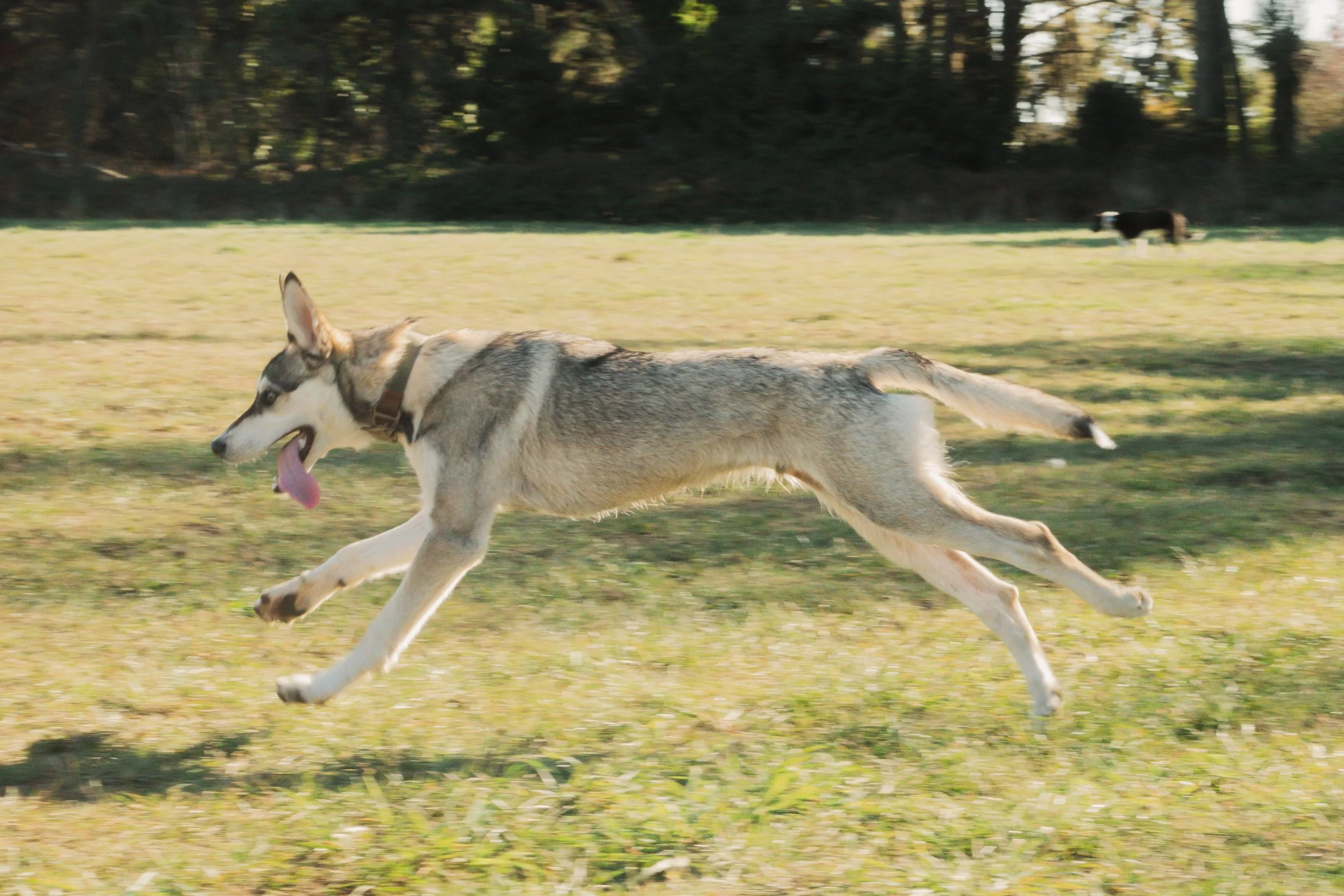 Pets-97.jpg
