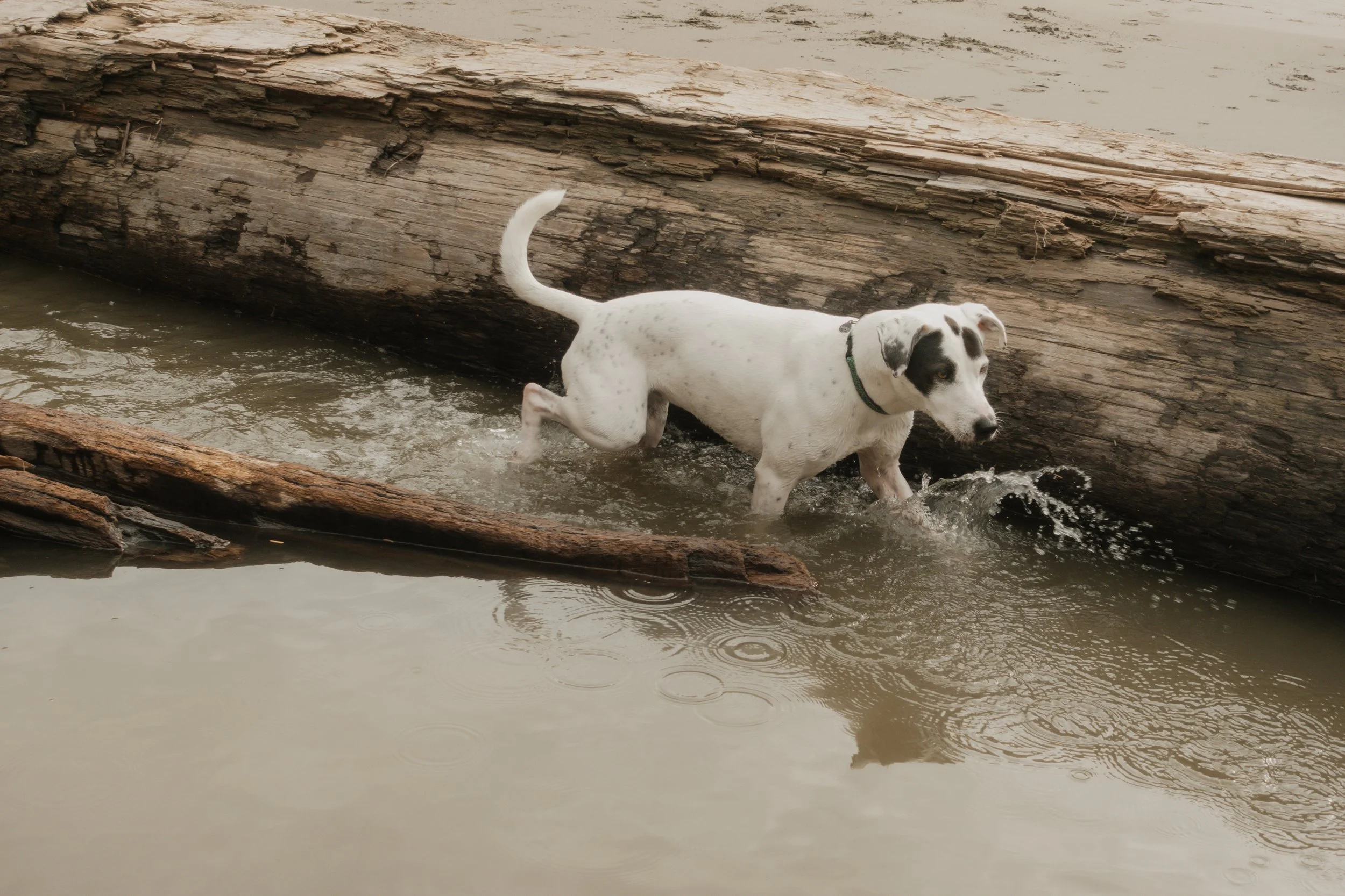 Pets-102.jpg