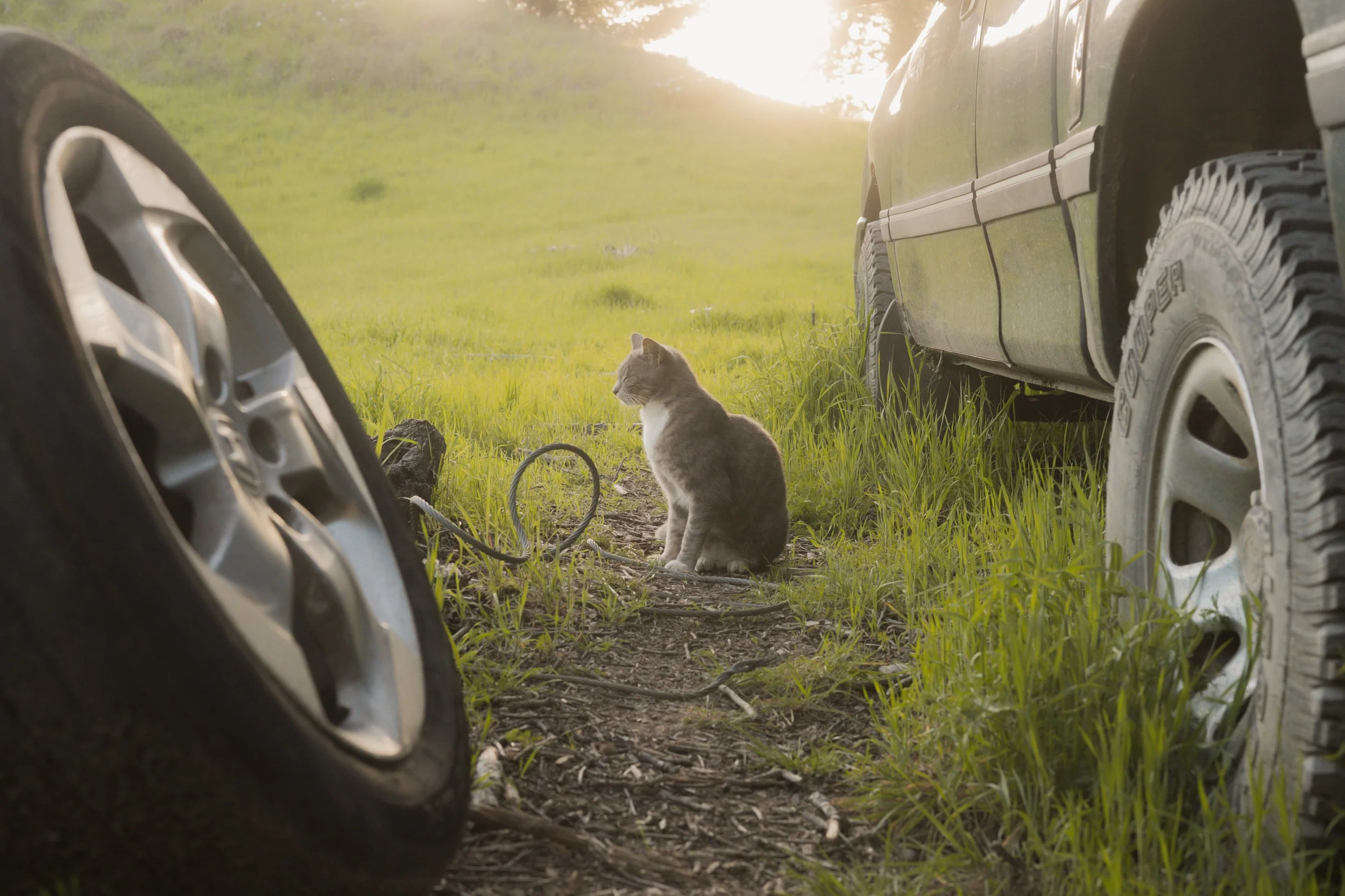Pets-176.jpg