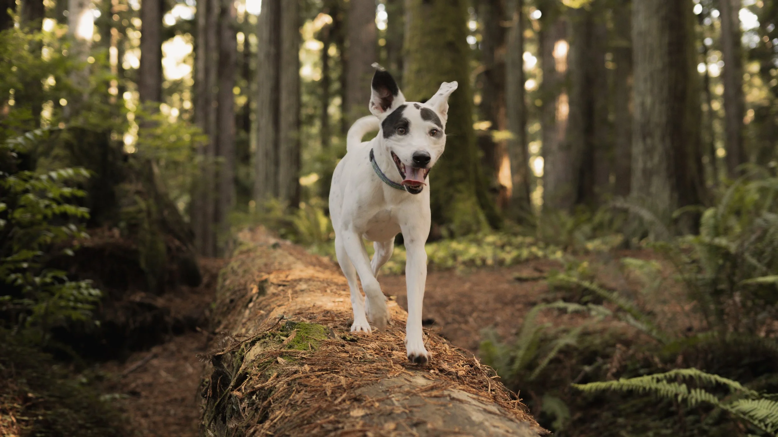 PetCollageOrdered_68.jpg