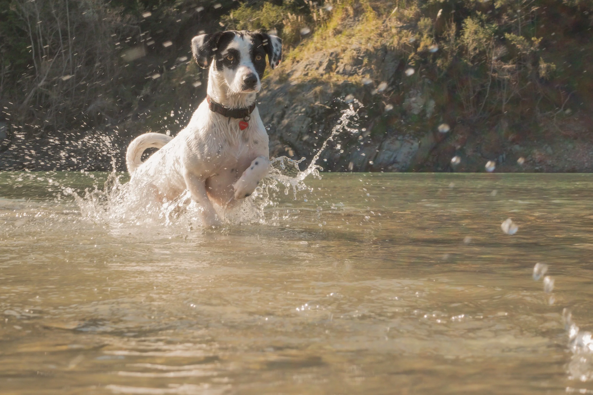 Pets-99.jpg