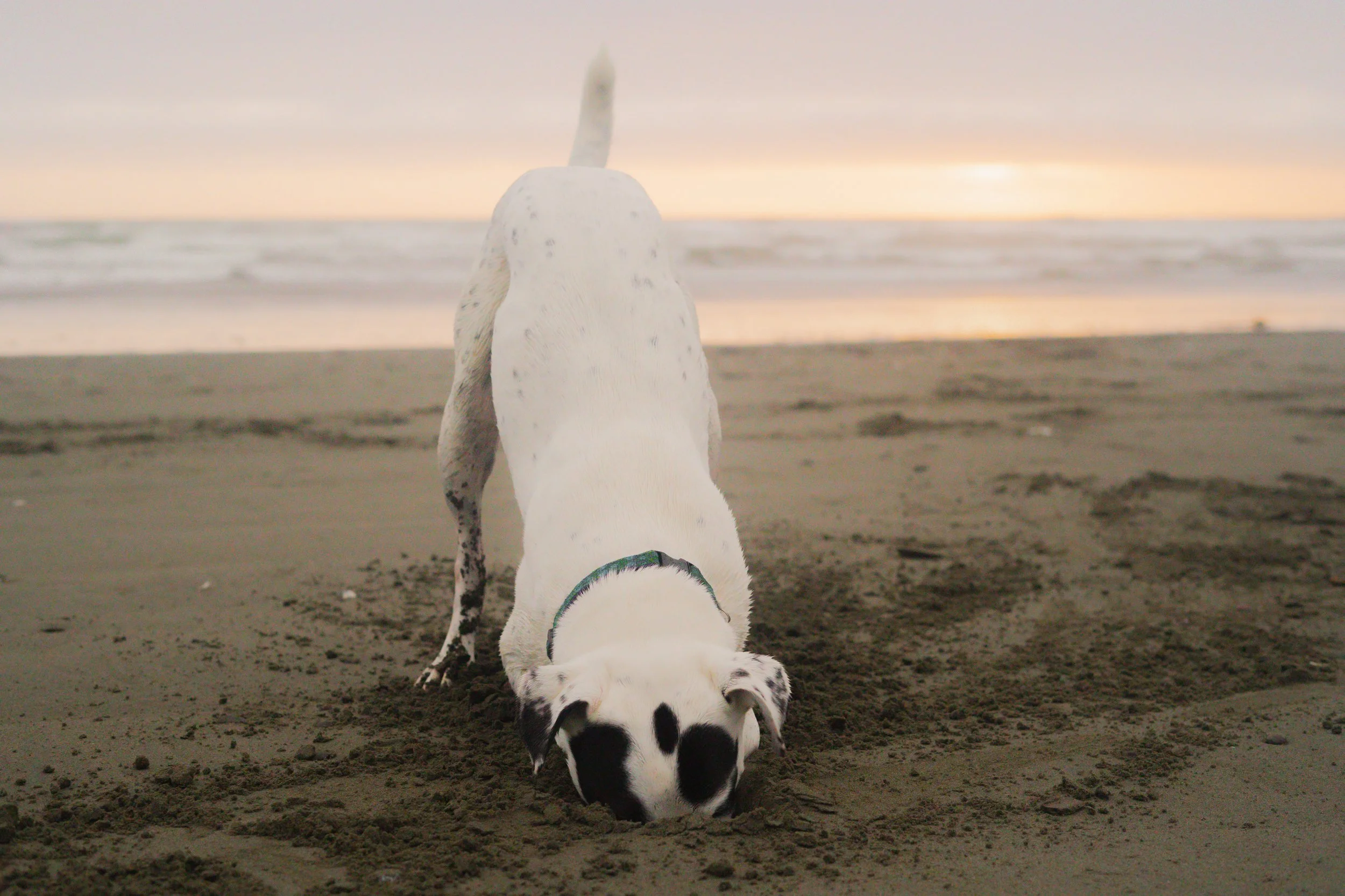 Pets-20.jpg