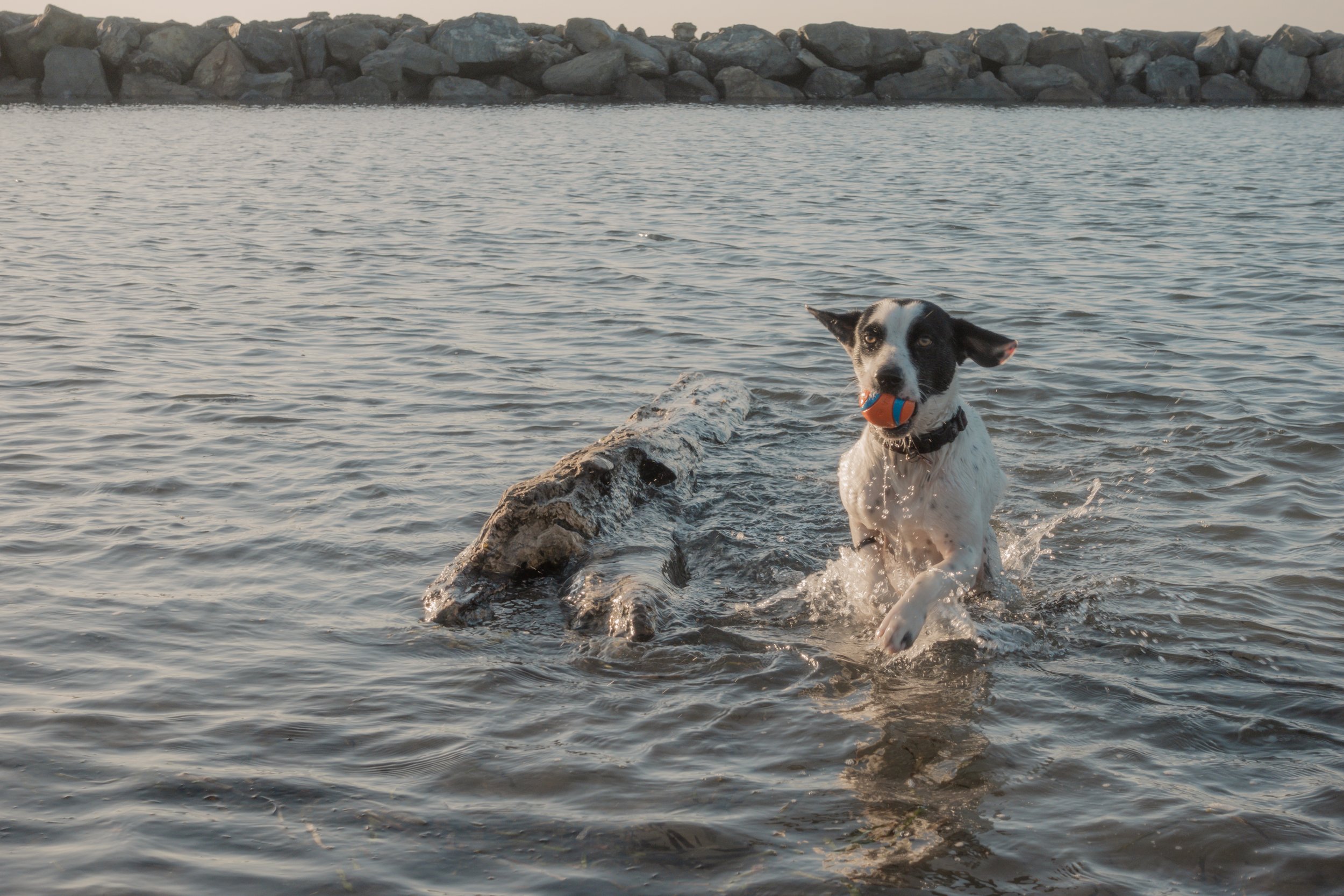 Pets-209.jpg