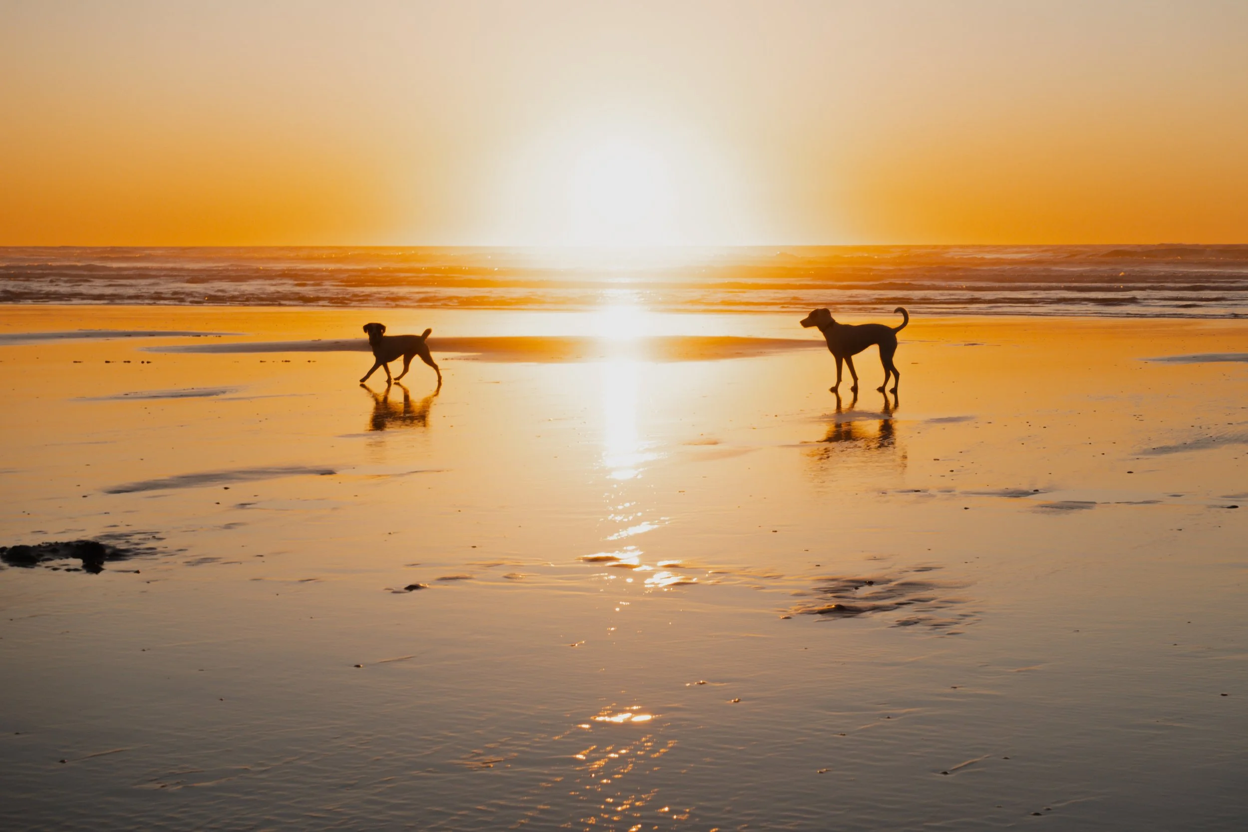 Pets-93.jpg